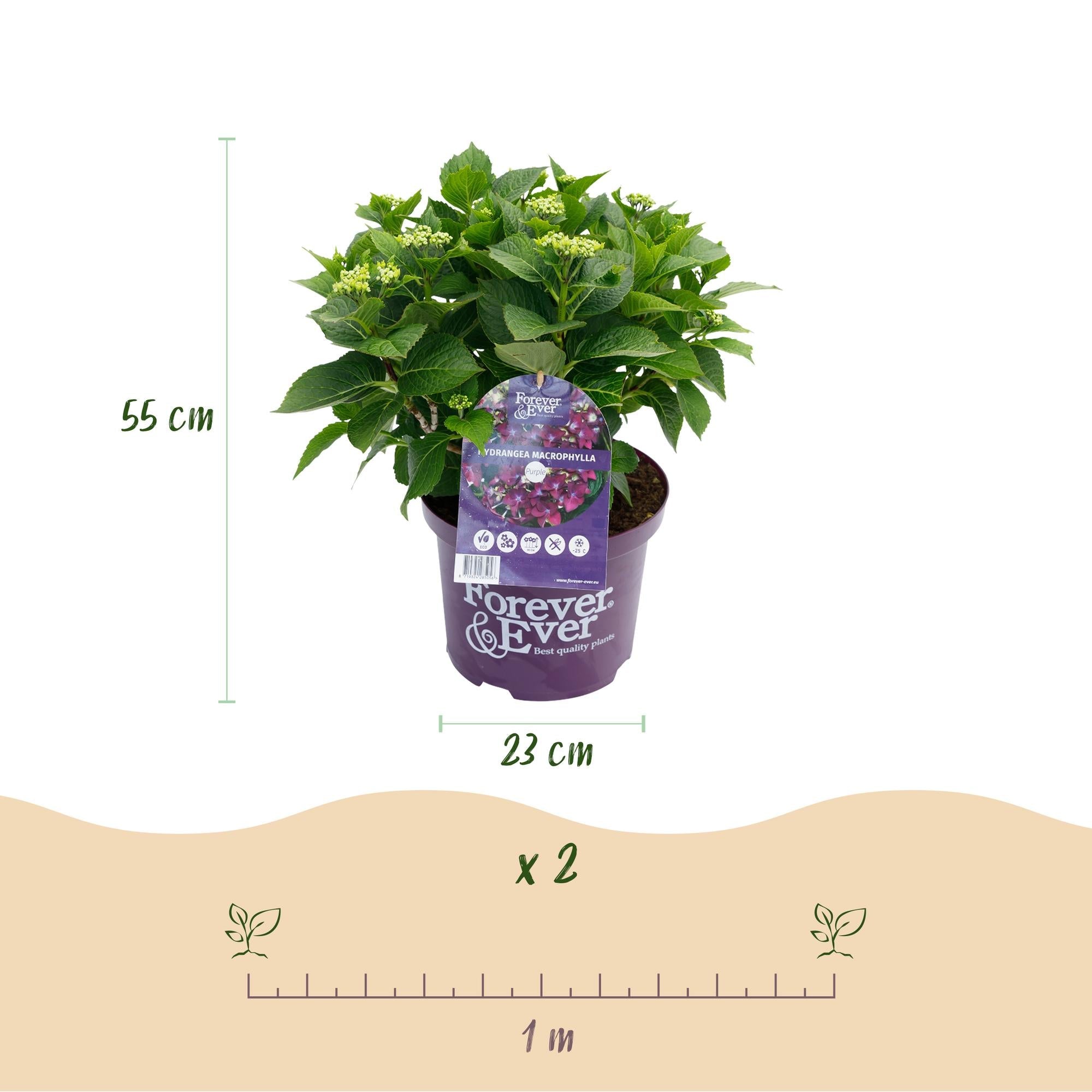 Hydrangea ‘Forever & Ever’ Lila – Hortensie, 7–12 Blüten – 23 cm Topf, 55 cm hoch - Green Guardia - Ihr Experte für Schädlinge und Pflanzen