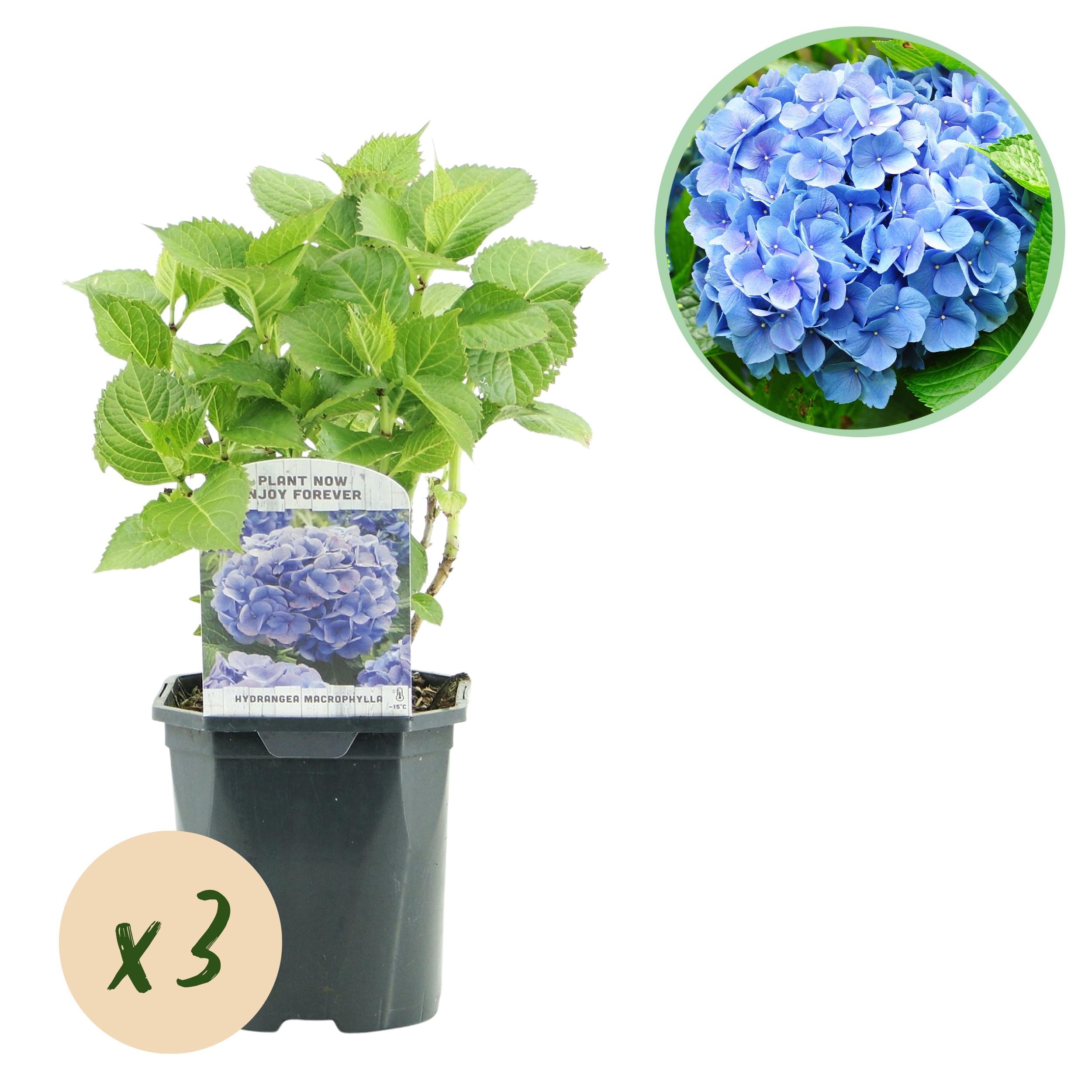 Hydrangea macrophylla – robuste Hortensie in mehreren Farben - 3 Pflanzen, 17 cm Topf, 30 cm Höhe (Kopie) - Green Guardia - Ihr Experte für Schädlinge und Pflanzen