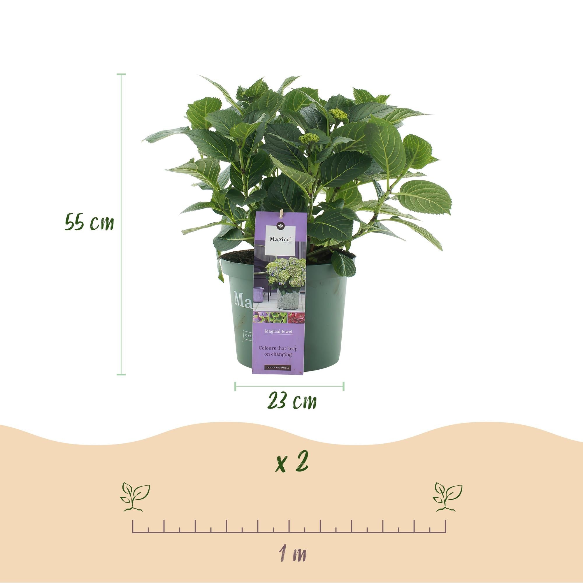 Hydrangea ‘Magical Jewel’ Blue – Hortensie, 6–10 Blüten – 23cm Topf, 55cm hoch - Green Guardia - Ihr Experte für Schädlinge und Pflanzen