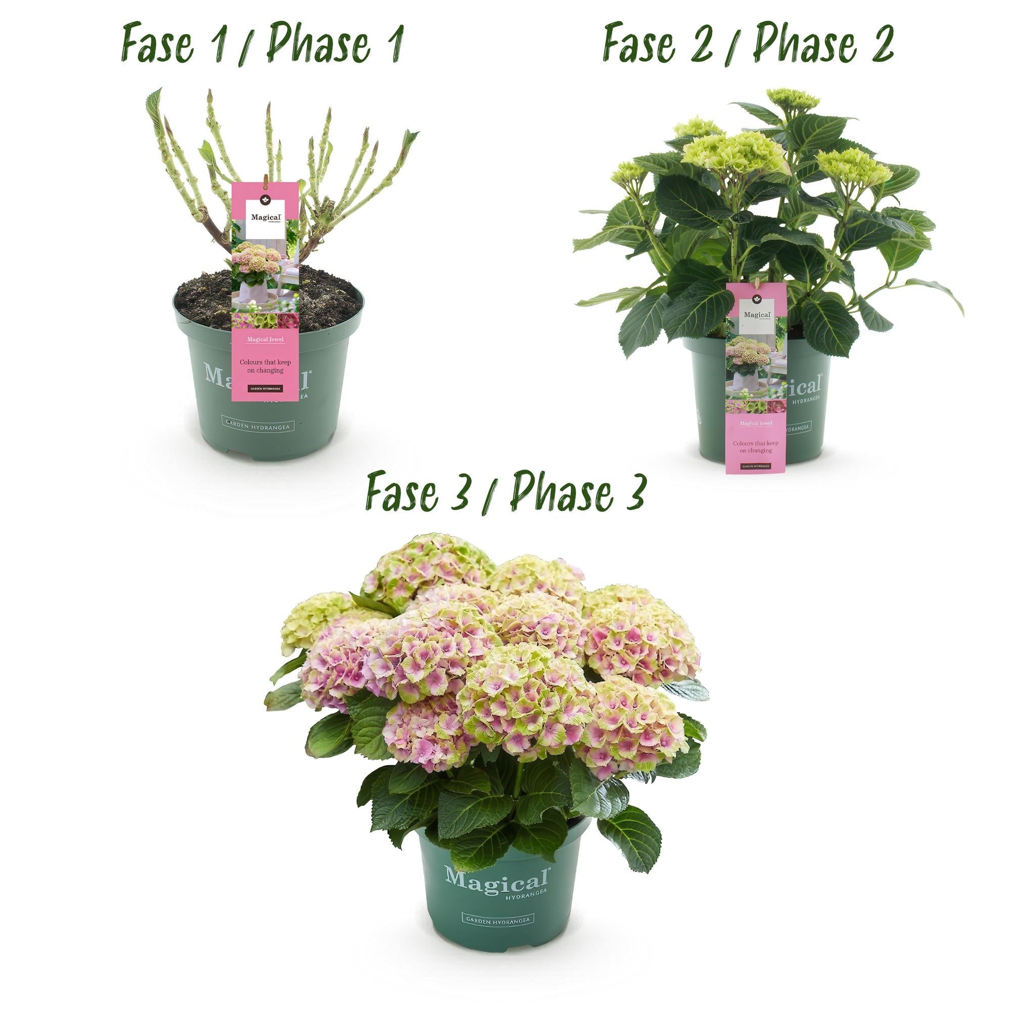 Hydrangea ‘Magical Jewel Pink’ – rosa Hortensie für Balkon & Garten, 23 cm Topf, 55 cm Höhe - Green Guardia - Ihr Experte für Schädlinge und Pflanzen