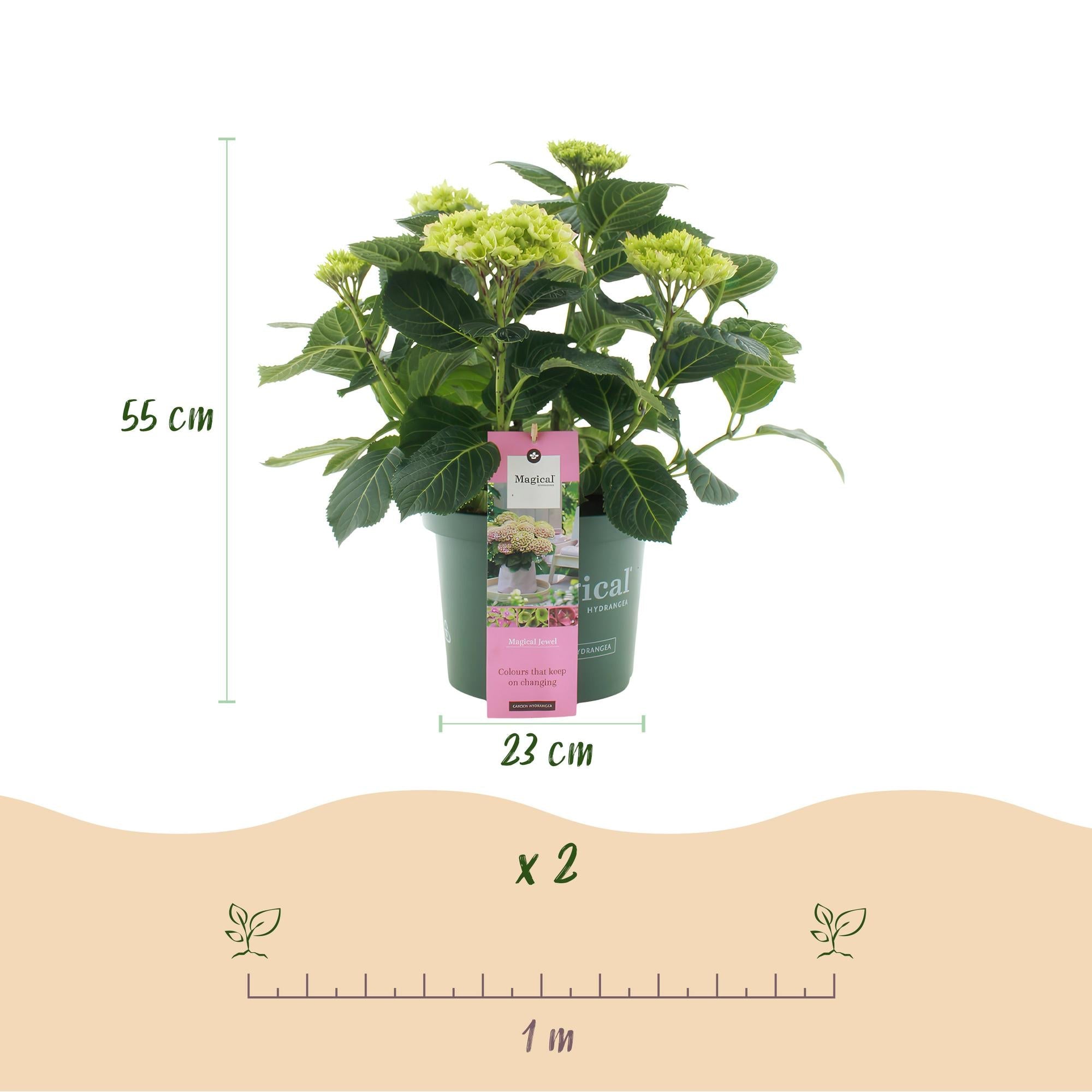 Hydrangea ‘Magical Jewel Pink’ – rosa Hortensie für Balkon & Garten, 23 cm Topf, 55 cm Höhe - Green Guardia - Ihr Experte für Schädlinge und Pflanzen