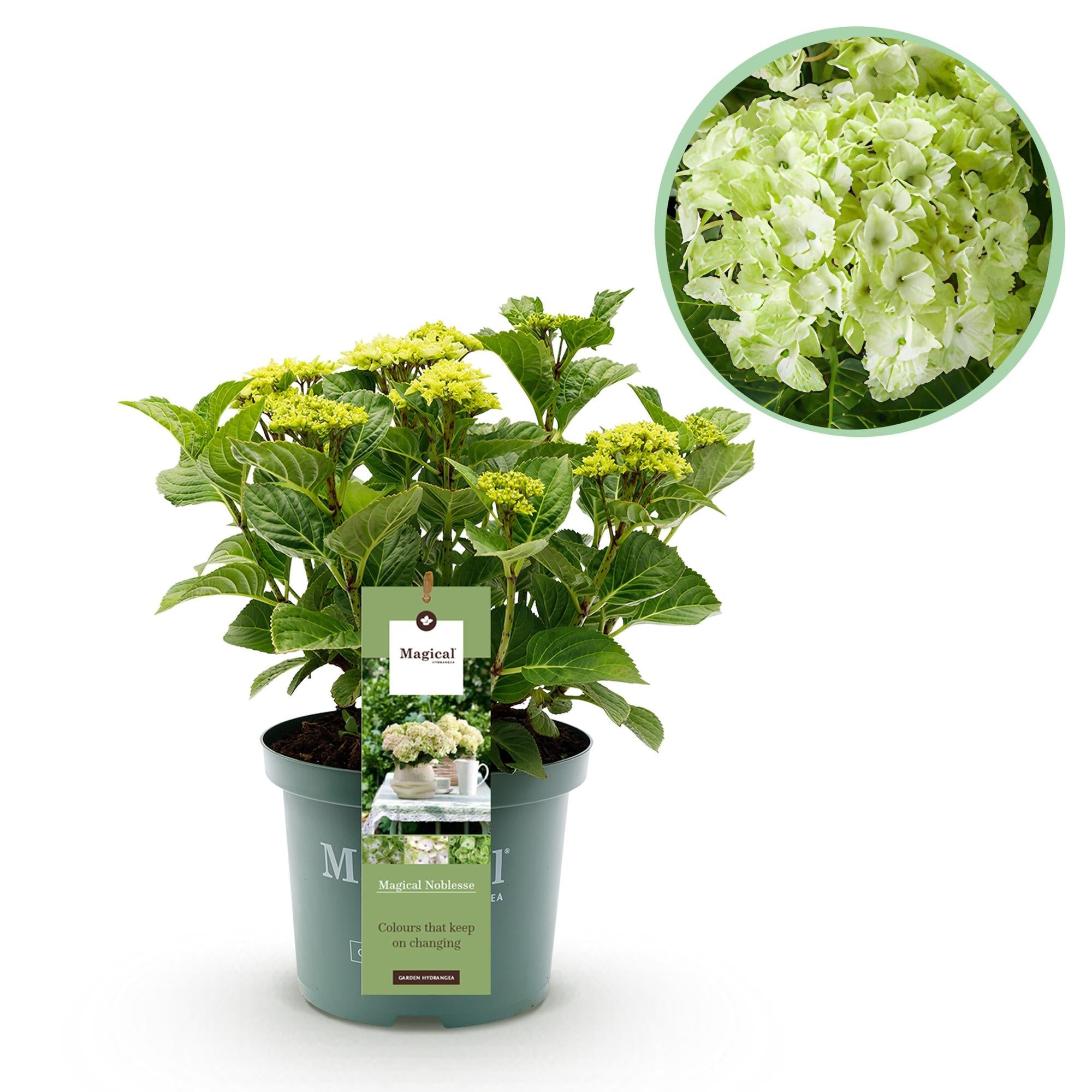 Hydrangea ‘Magical Nobless’ – weiße Hortensie, 23 cm Topf, 55 cm hoch - Green Guardia - Ihr Experte für Schädlinge und Pflanzen