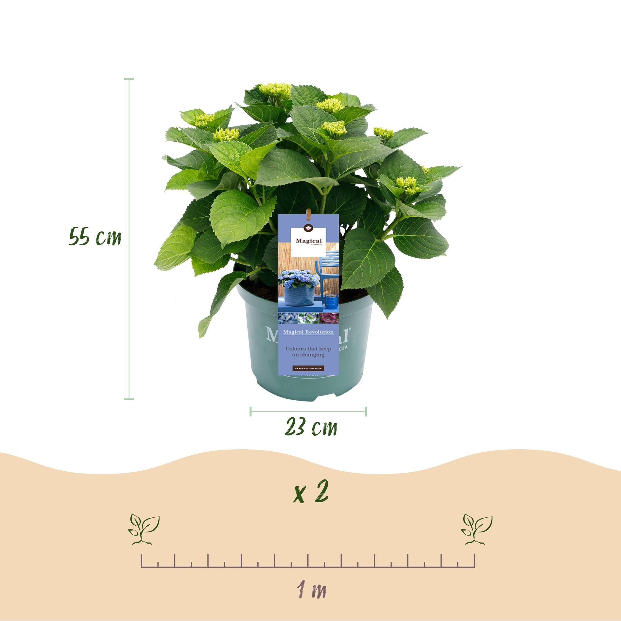 Hydrangea ‘Magical Revolution’ Blue – Hortensie, 6–10 Blüten – 23 cm Topf, 55 cm hoch - Green Guardia - Ihr Experte für Schädlinge und Pflanzen