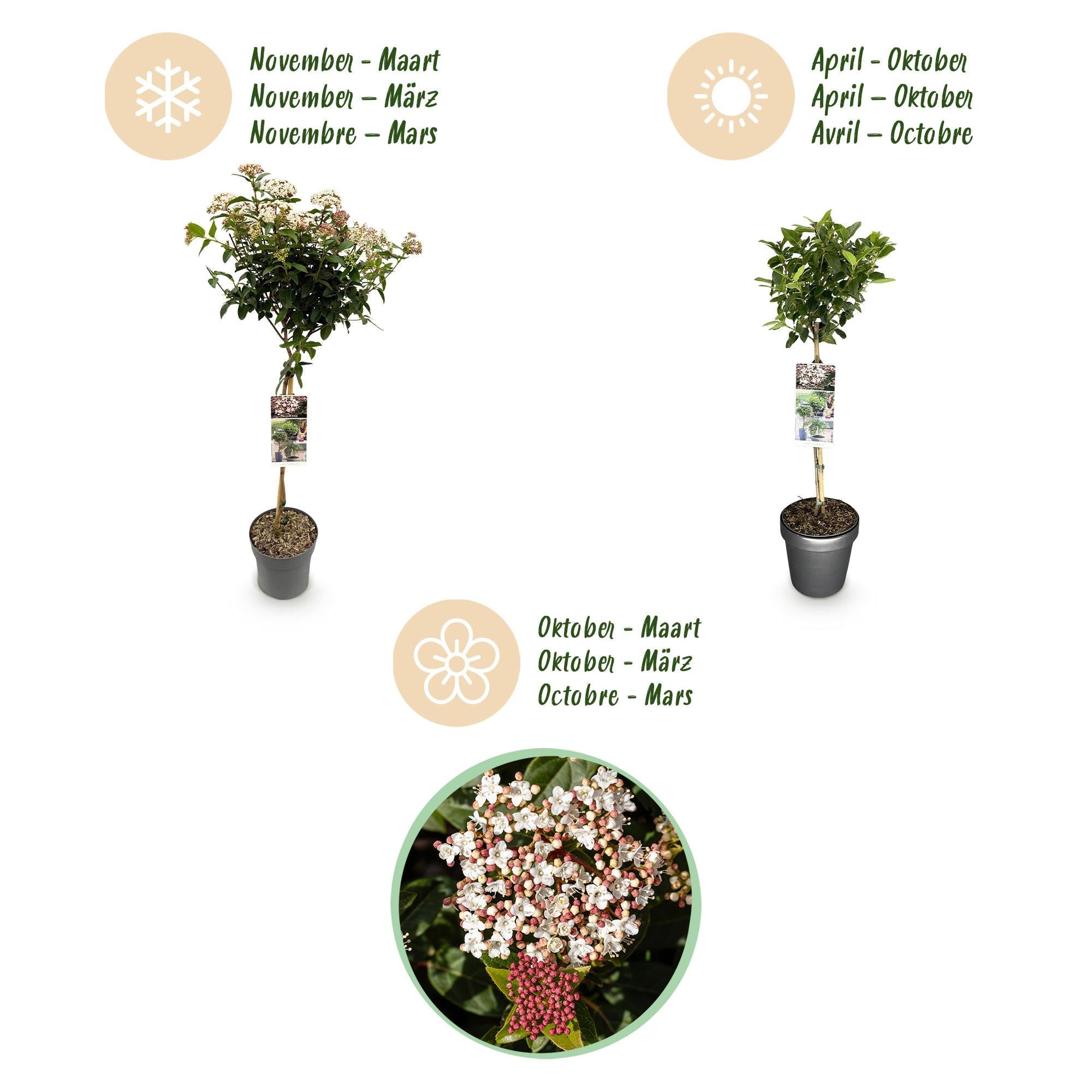 Immergrüne Stamm - Pflanze Viburnum tinus – weiß - rosa Blüte – Topf 19 cm, Höhe 90 cm - Green Guardia - Ihr Experte für Schädlinge und Pflanzen