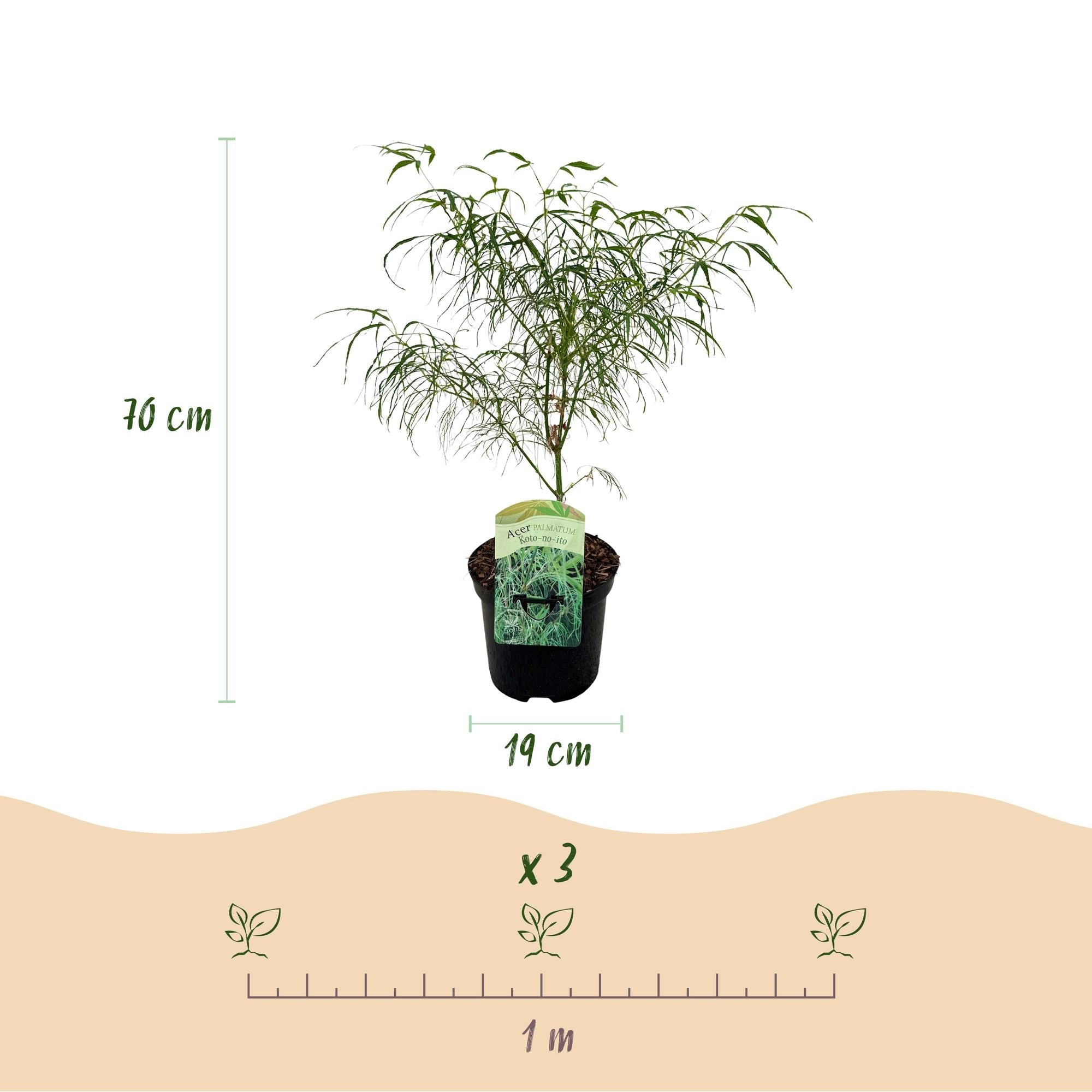 Japanischer Ahorn ‘Koto - no - ito’ – Ziergehölz für Balkon und Garten, 19 cm Topf, 70 cm - Green Guardia - Ihr Experte für Schädlinge und Pflanzen