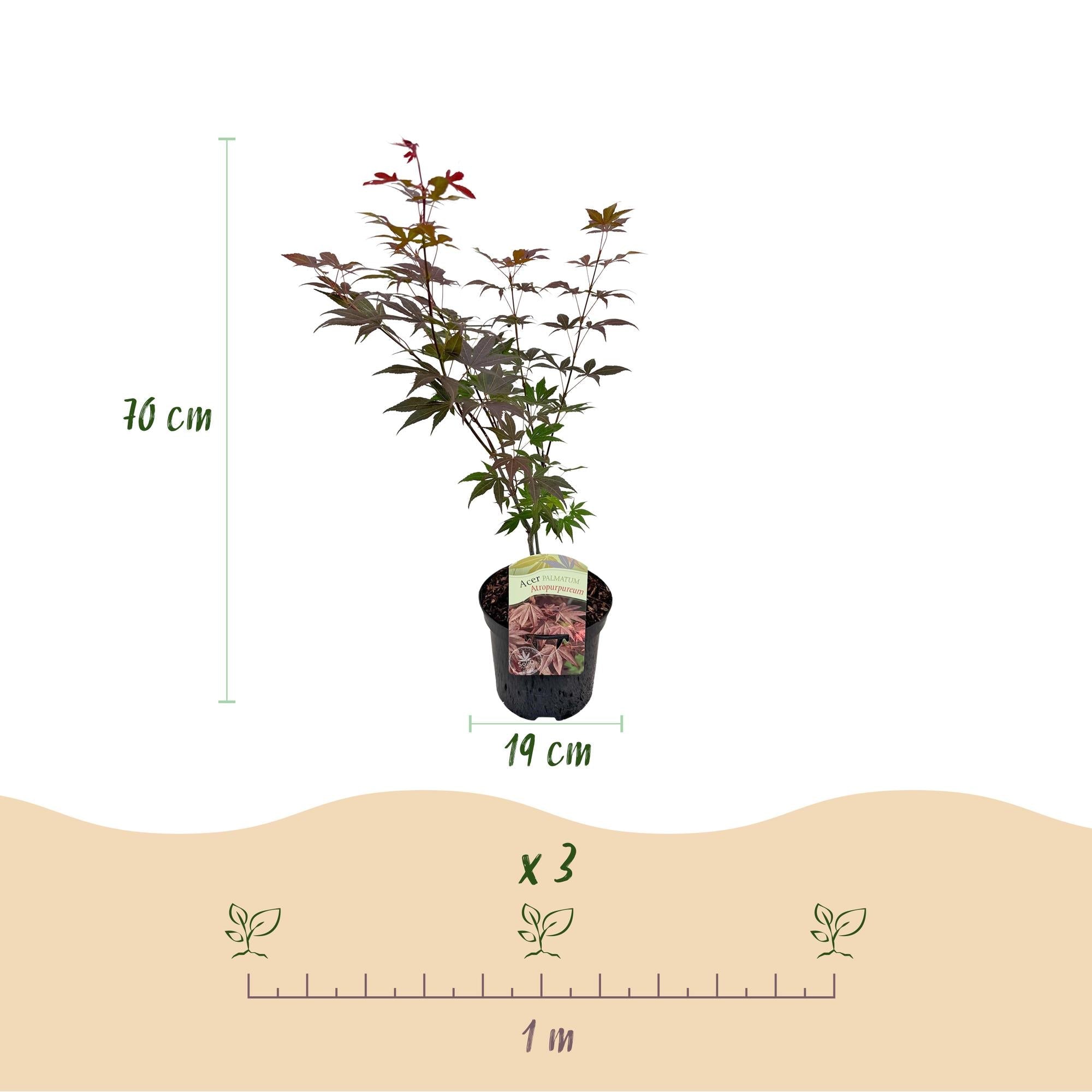 Japanischer Ahorn – Sorte ‘Atropurpureum’, lila, laubabwerfend, 19 cm Topf, 70 cm Höhe - Green Guardia - Ihr Experte für Schädlinge und Pflanzen