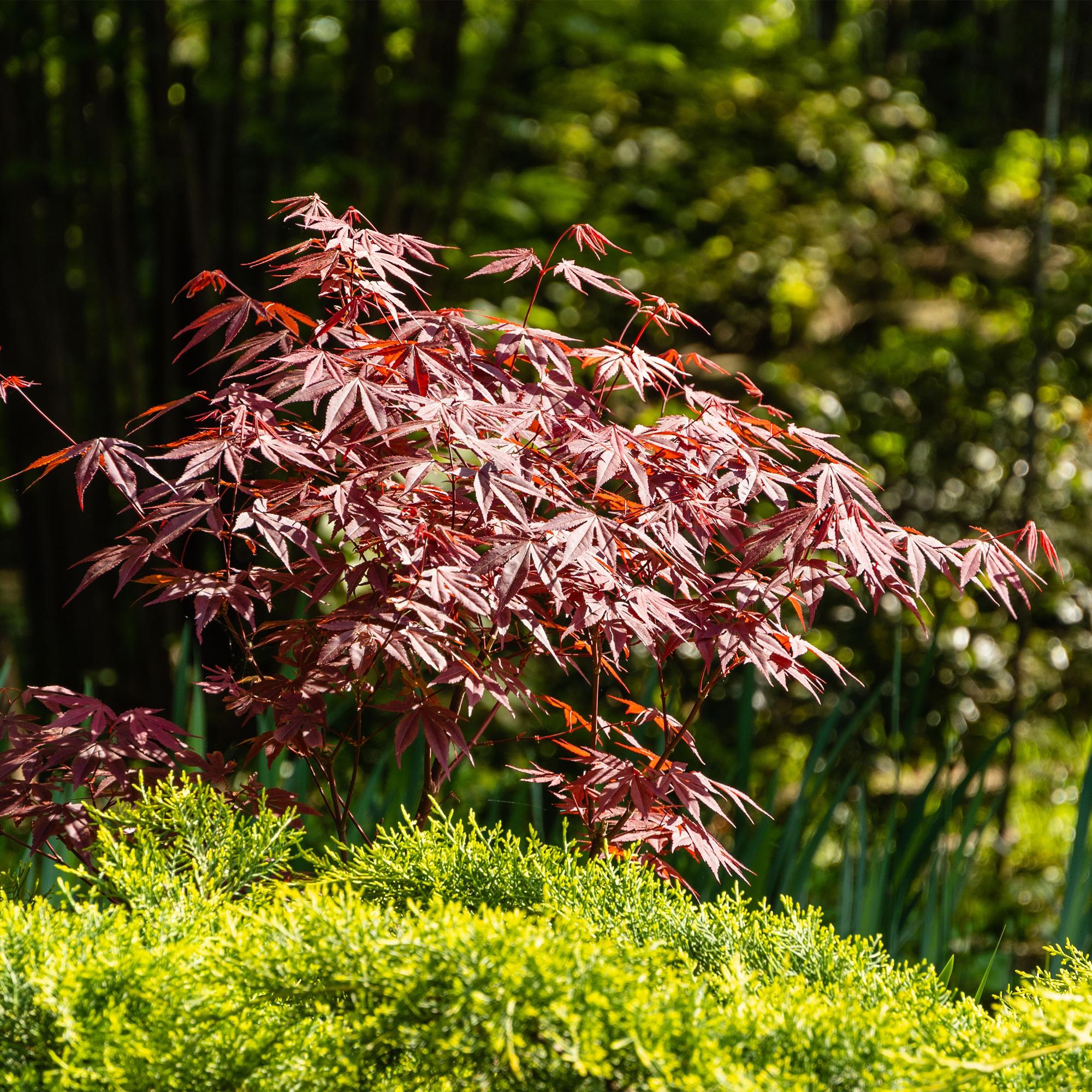 Japanischer Ahorn – Sorte ‘Atropurpureum’, lila, laubabwerfend, 19 cm Topf, 70 cm Höhe - Green Guardia - Ihr Experte für Schädlinge und Pflanzen