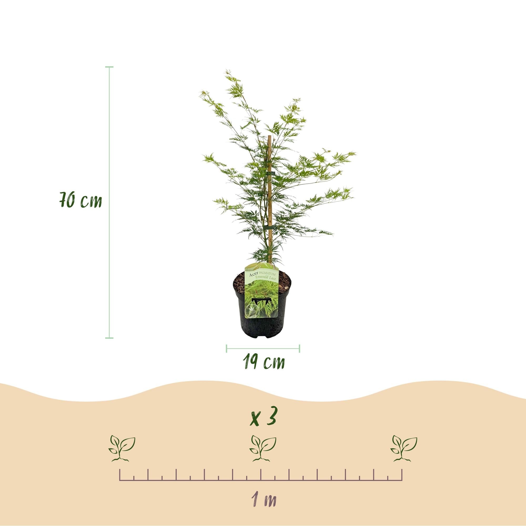 Japanischer Fächerahorn ‘Emerald Lace’ – grün, laubabwerfend, 19 cm Topf, 70 cm - Green Guardia - Ihr Experte für Schädlinge und Pflanzen