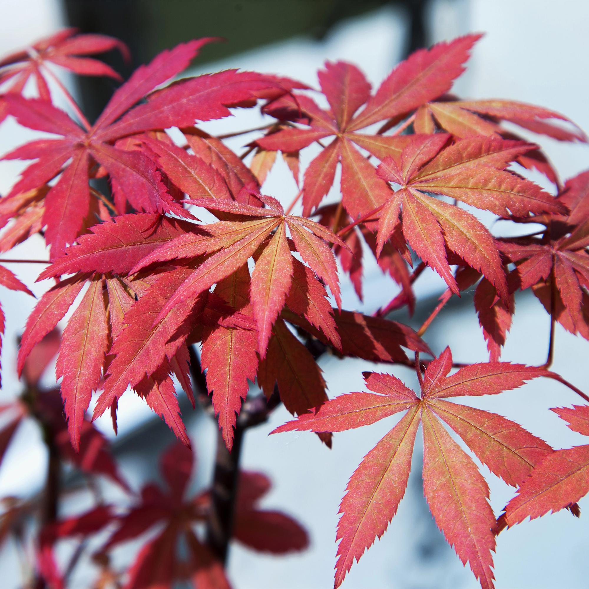 Japanischer Fächerahorn ‘Sumi - nagashi’ – rot, laubabwerfend, 19 cm Topf, 70 cm hoch - Green Guardia - Ihr Experte für Schädlinge und Pflanzen
