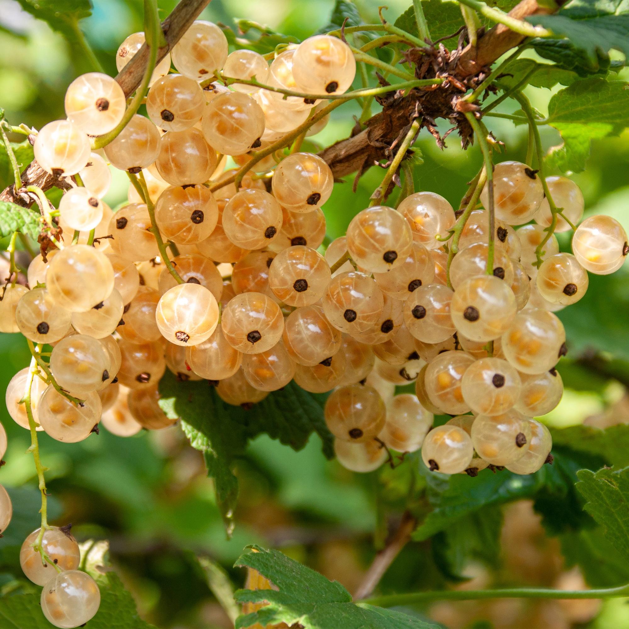 Johannisbeere „White Pearl“ – weiße Beeren, 2 Pflanzen, ca. 40 cm hoch - Green Guardia - Ihr Experte für Schädlinge und Pflanzen