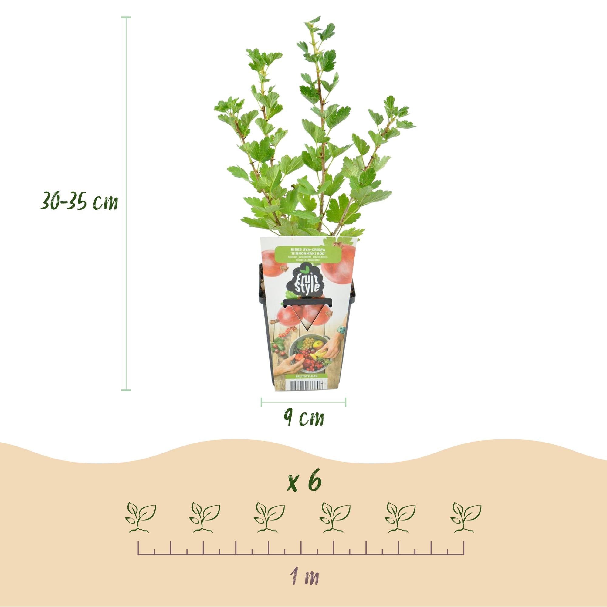 Jostabeere – Ribes uva - crispa ‘Hinnonmäki Rot’ – winterhart – rote Beeren – 3 - 6 Pflanzen – 9 cm Topf - Green Guardia - Ihr Experte für Schädlinge und Pflanzen
