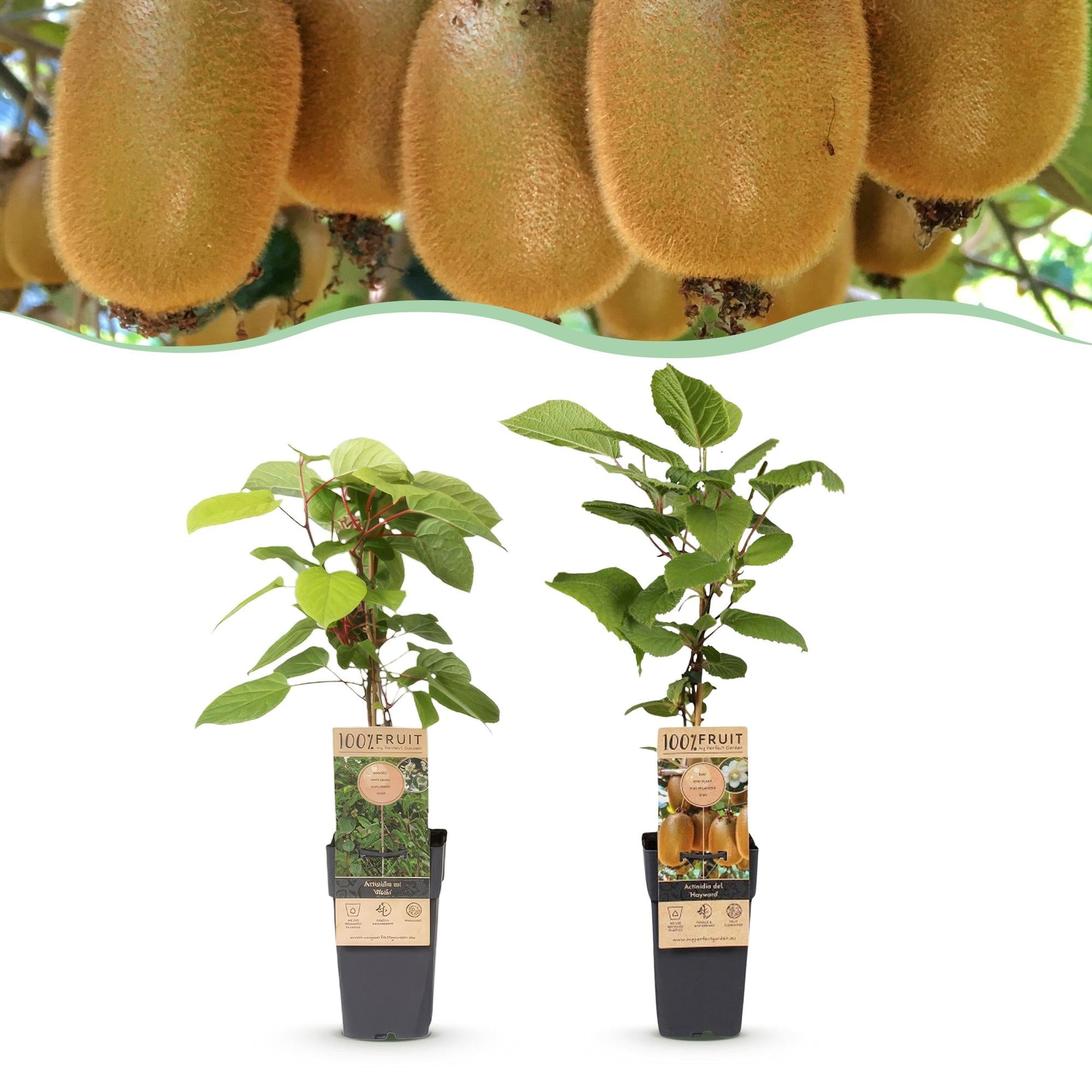 Kiwi-Pflanzen-Kombo – Actinidia Weiki & Hayward – Kombo männliche und weibliche Pflanze – fruchttragend – 15 cm Topf – 50 cm Höhe - Green Guardia - Ihr Experte für Schädlinge und Pflanzen