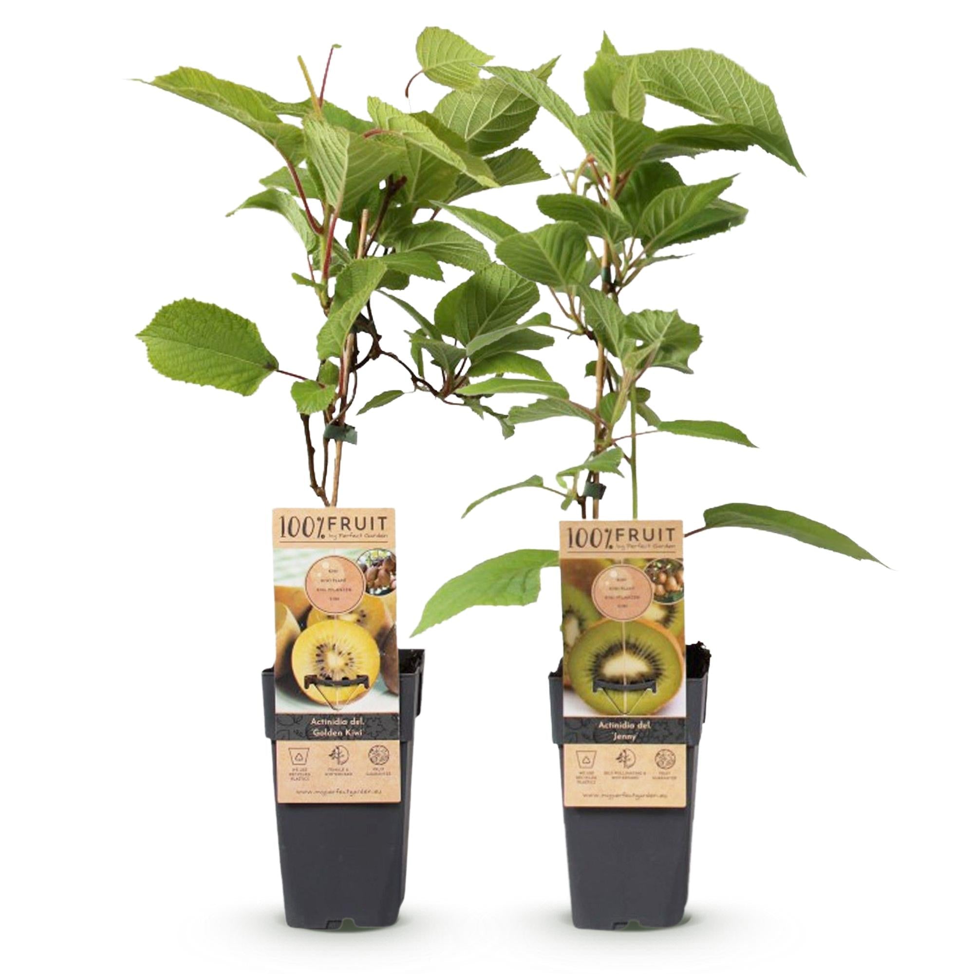 Kiwi - Pflanzen Set – Grüne ‘Jenny’ & Goldene Kiwi, 2er - Set im 15 cm Topf (Höhe ca. 50 cm) - Green Guardia - Ihr Experte für Schädlinge und Pflanzen