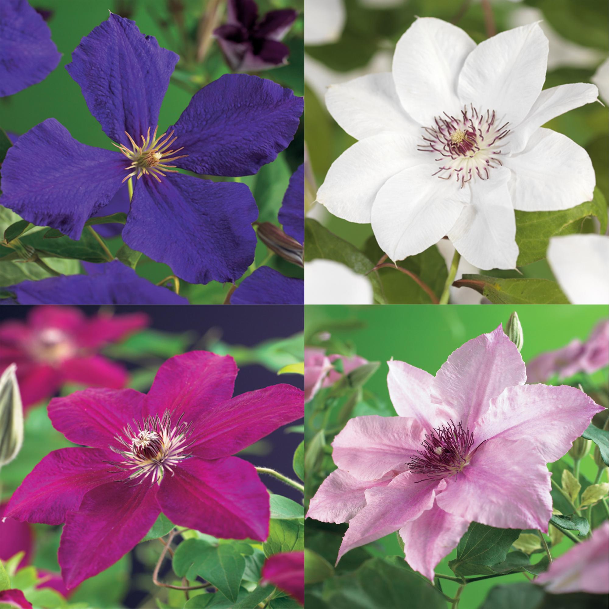 Kletterpflanze Clematis ‘Rainbow’ – mehrfarbig blühend, 4 Pflanzen, Topf 11 cm, Höhe 40 cm - Green Guardia - Ihr Experte für Schädlinge und Pflanzen