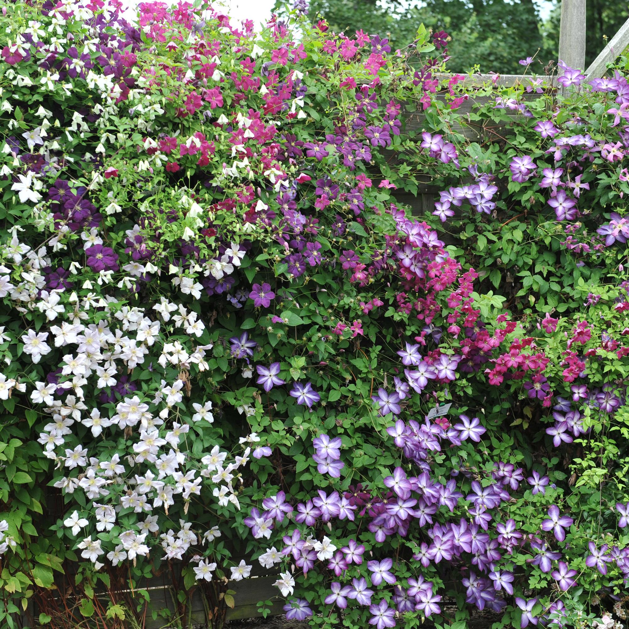 Kletterpflanze Clematis ‘Rainbow’ – mehrfarbig blühend, 4 Pflanzen, Topf 11 cm, Höhe 40 cm - Green Guardia - Ihr Experte für Schädlinge und Pflanzen