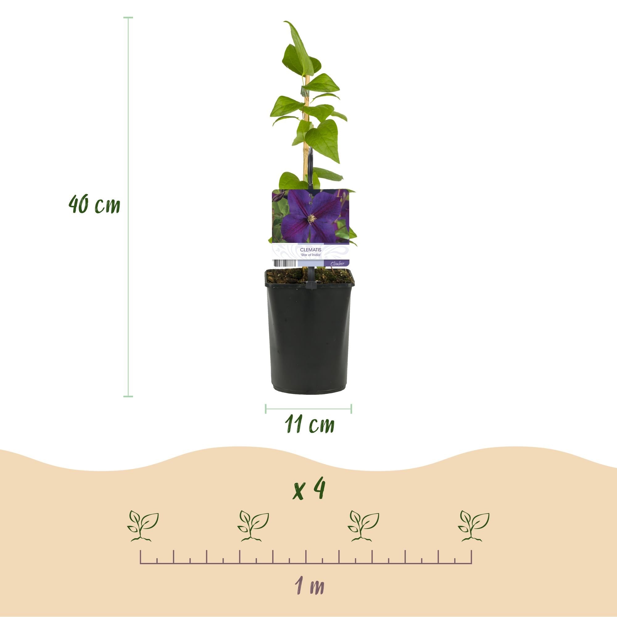 Kletterpflanze – Clematis ‘Star of India’ – rosa Blüte – pflegeleicht – 2 Pflanzen – 11 cm Topf, ca. 40 cm hoch - Green Guardia - Ihr Experte für Schädlinge und Pflanzen