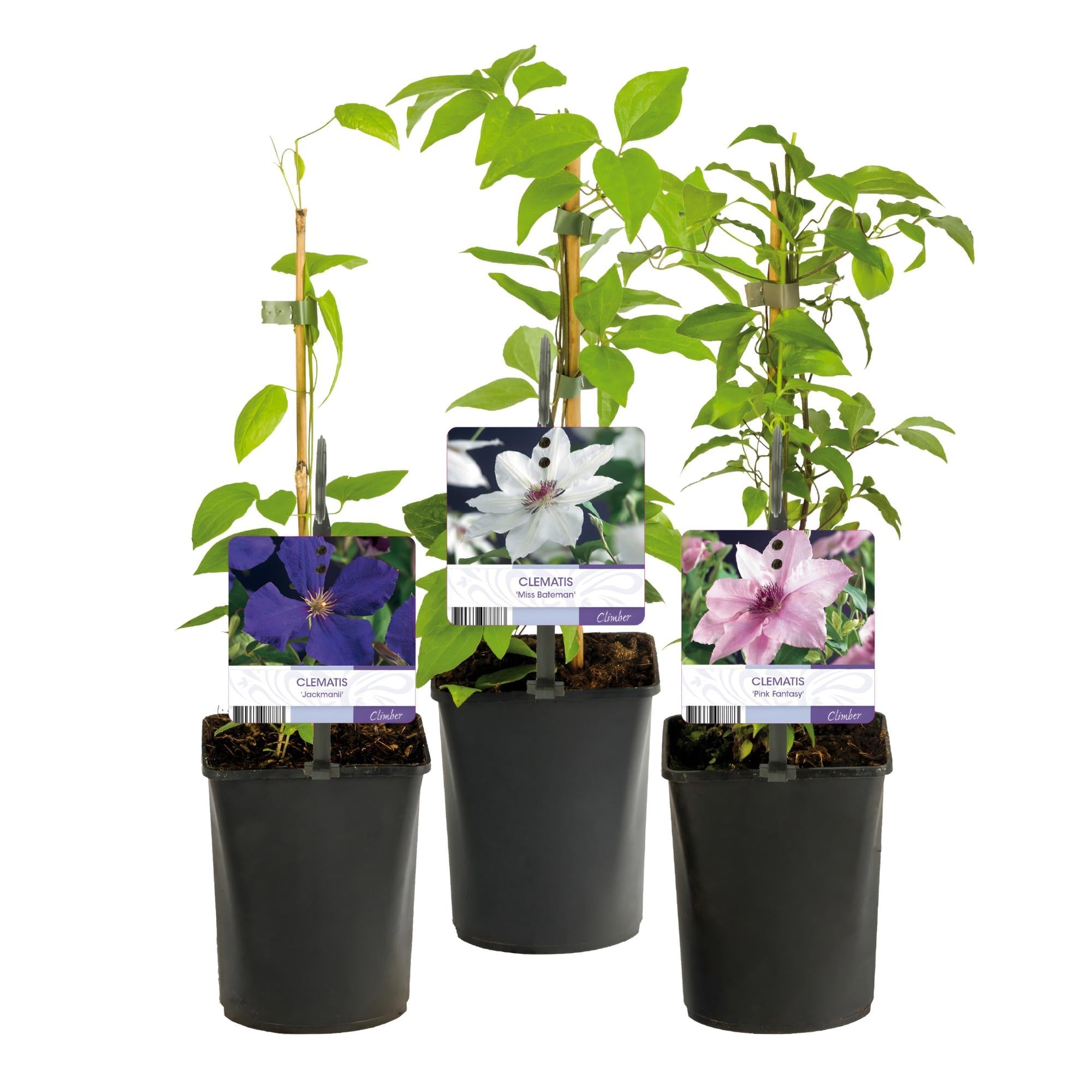 Kletterpflanze Clematis ‘Tricolour’ – Rosa - Weiß - Lila Blüte, 3 Pflanzen, 11 cm Topf, ca. 40 cm hoch - Green Guardia - Ihr Experte für Schädlinge und Pflanzen