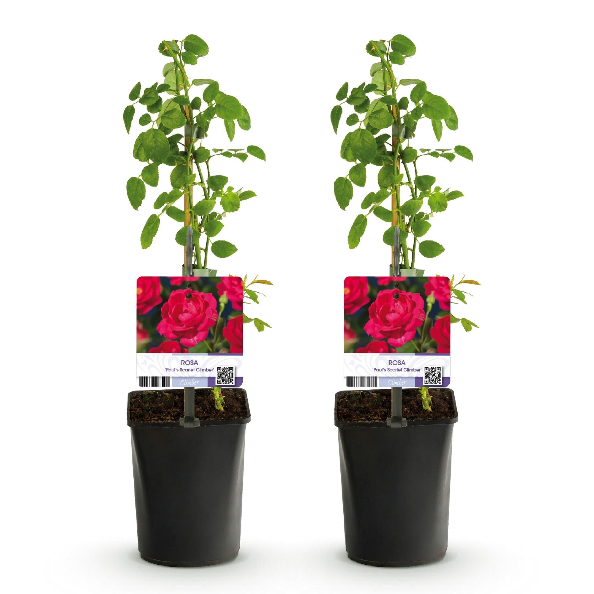 Kletterrose ‘Paul Scarlet Climber’ – robust, pflegeleicht, 2 Pflanzen, Topf 11 cm, 40 cm hoch - Green Guardia - Ihr Experte für Schädlinge und Pflanzen