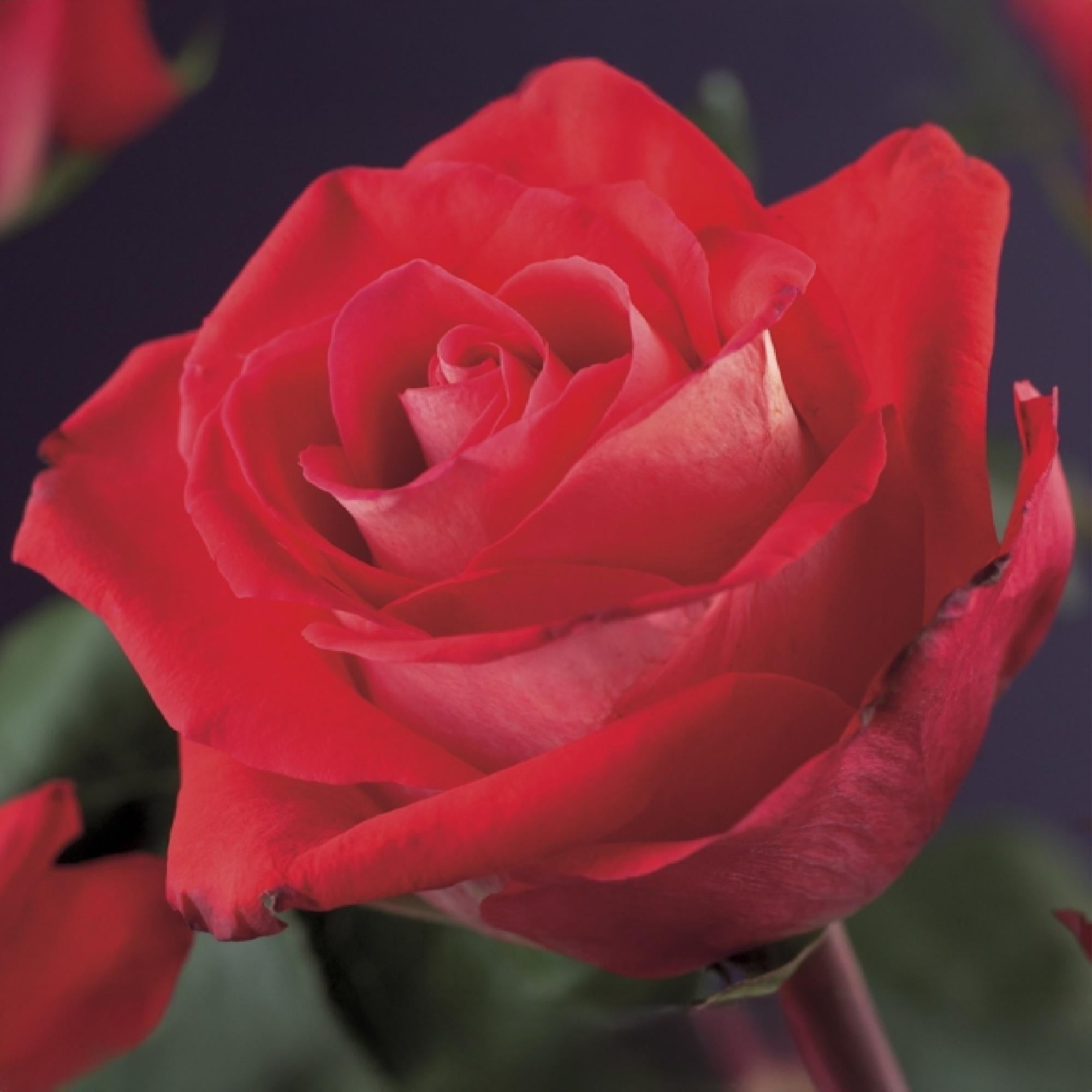 Kletterrose ‘Red Climber’ – rot blühende, robuste Sorte, 2 Pflanzen, 11 - cm - Topf, 40 cm - Green Guardia - Ihr Experte für Schädlinge und Pflanzen