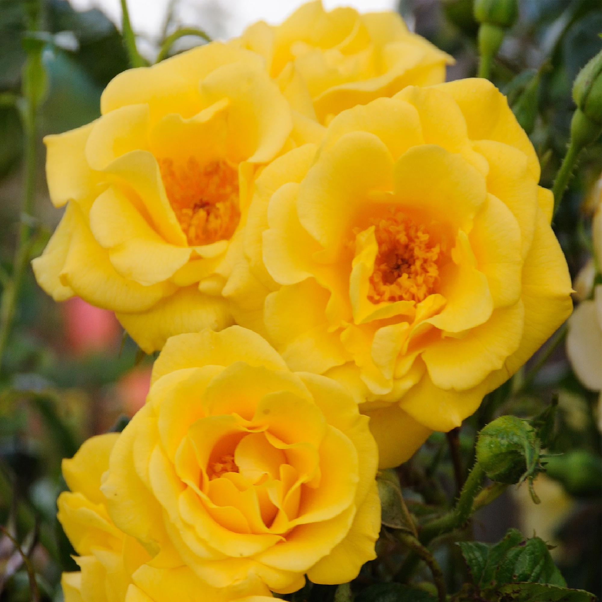 Kletterrose ‘Spring Queen’ – gelbe Blüte, pflegeleicht, 2 Pflanzen, 11 - cm - Topf, 40 cm hoch - Green Guardia - Ihr Experte für Schädlinge und Pflanzen