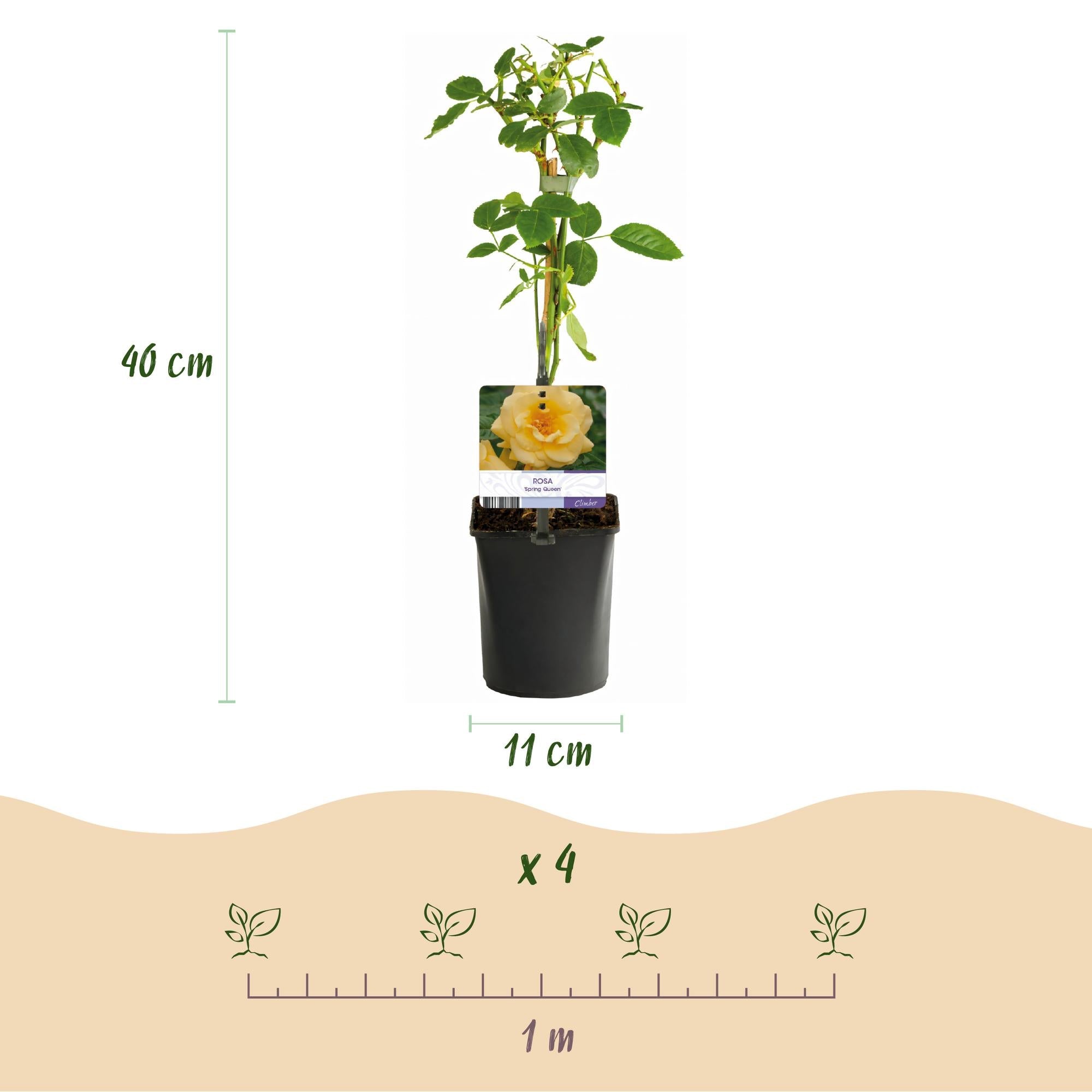Kletterrose ‘Spring Queen’ – gelbe Blüte, pflegeleicht, 2 Pflanzen, 11 - cm - Topf, 40 cm hoch - Green Guardia - Ihr Experte für Schädlinge und Pflanzen