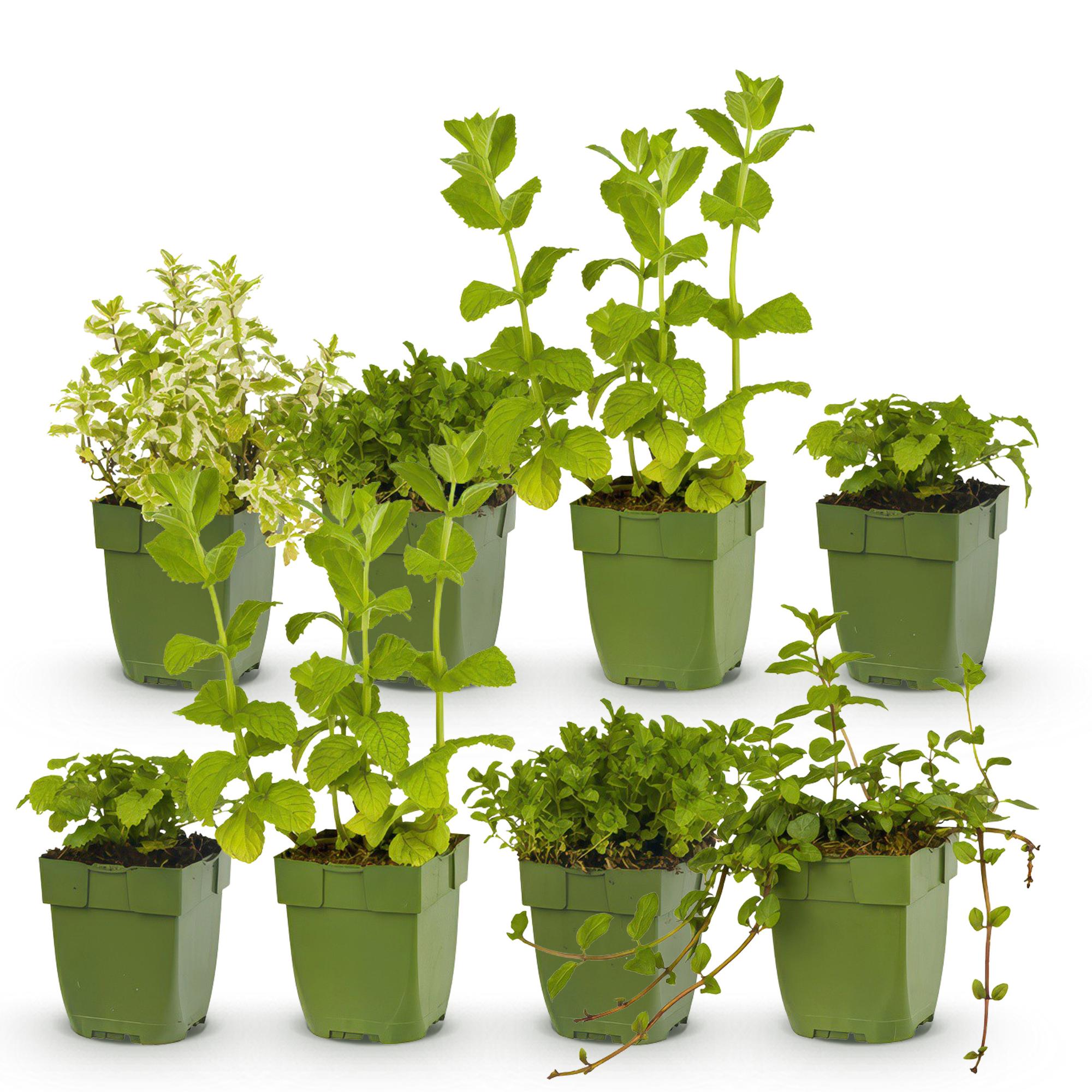 Kräuterpaket – Kräutertee – 8 Stauden – für ca. 1 m² – pflegeleicht – 11 cm Topf - Green Guardia - Ihr Experte für Schädlinge und Pflanzen