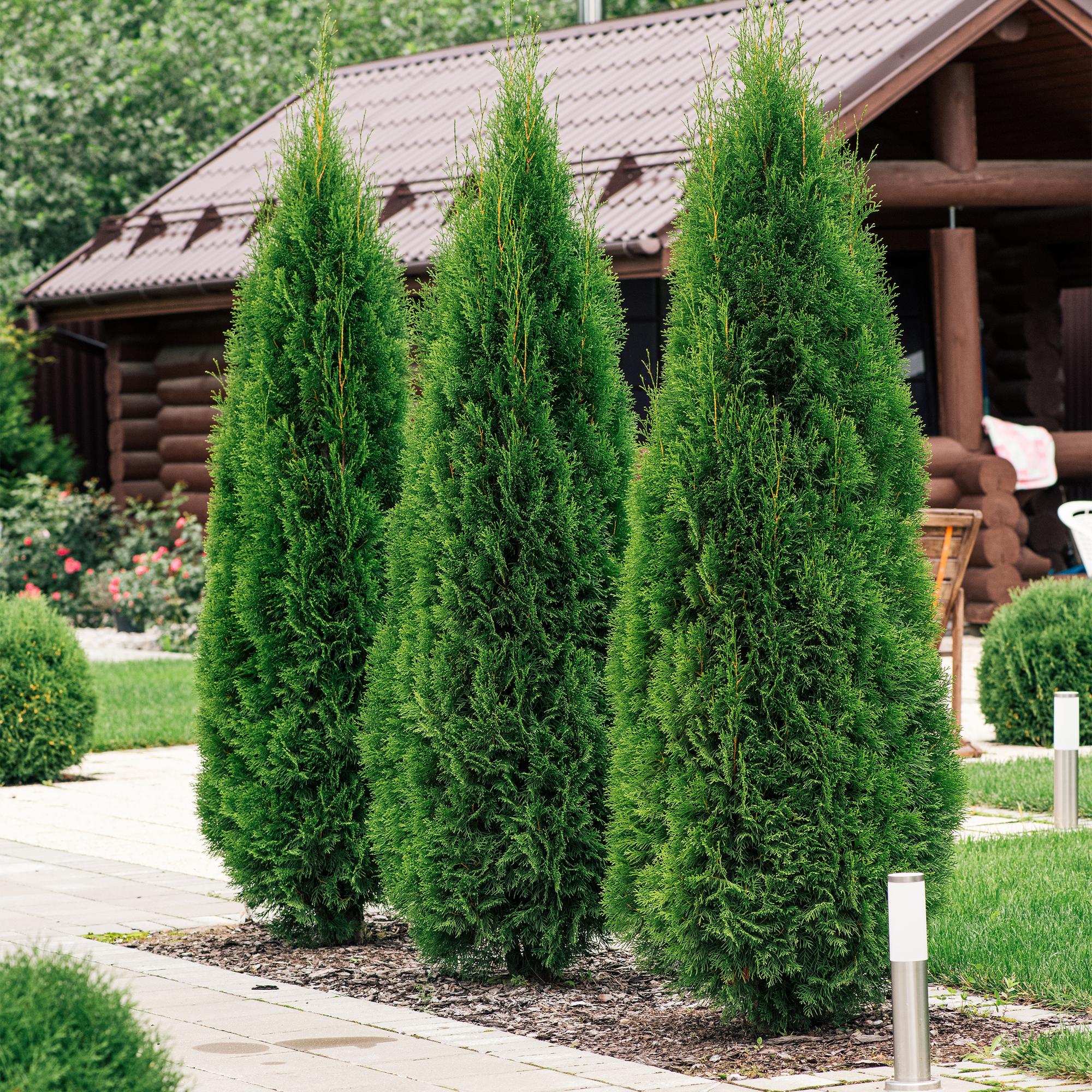 Lebensbaum ‘Smaragd’ (Thuja occidentalis) – 8 Pflanzen für 1 m Hecke, 30–35 cm Höhe, 9 - cm - Topf - Green Guardia - Ihr Experte für Schädlinge und Pflanzen