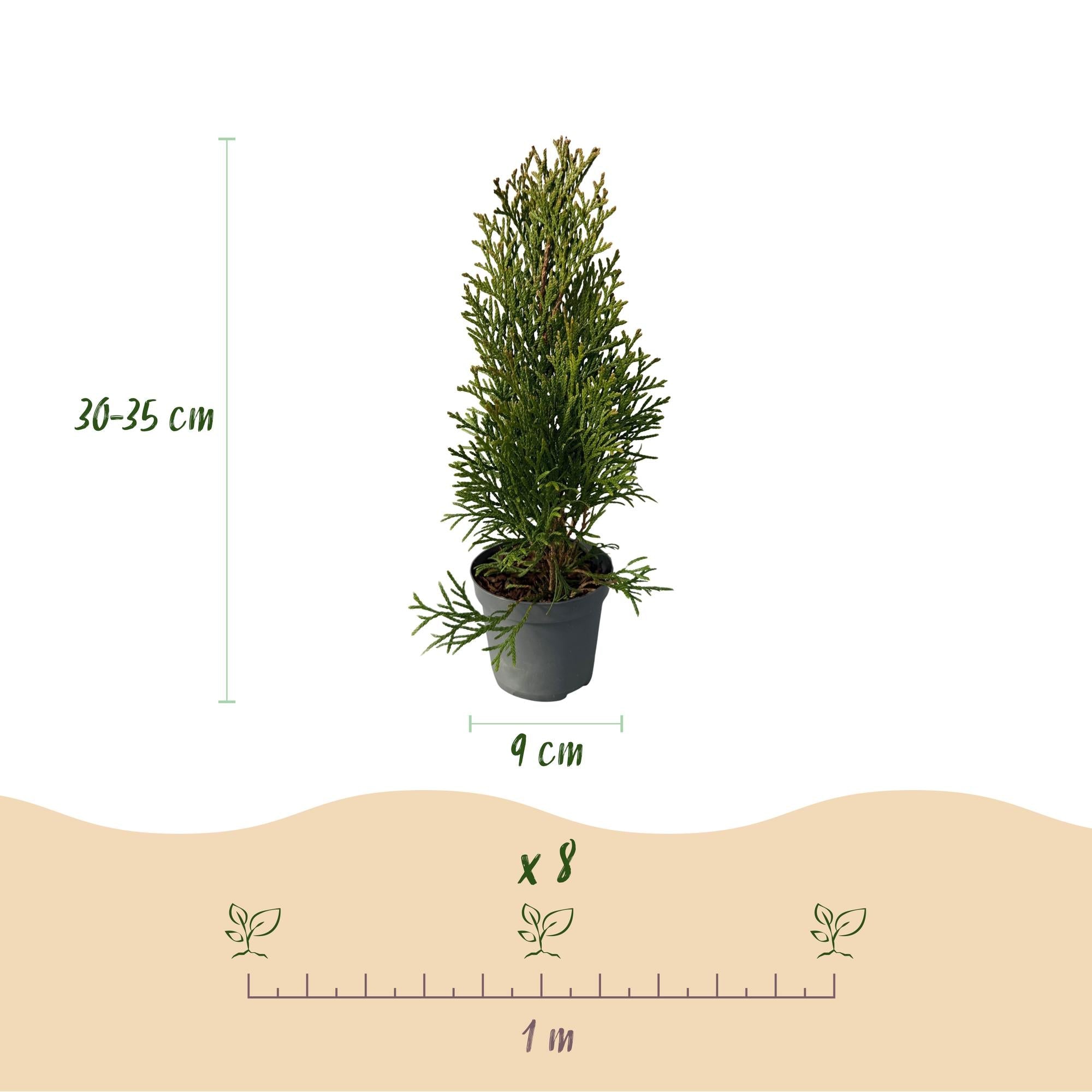 Tuja verde esmeralda (Thuja occidentalis): 8 plantas para un seto de 1