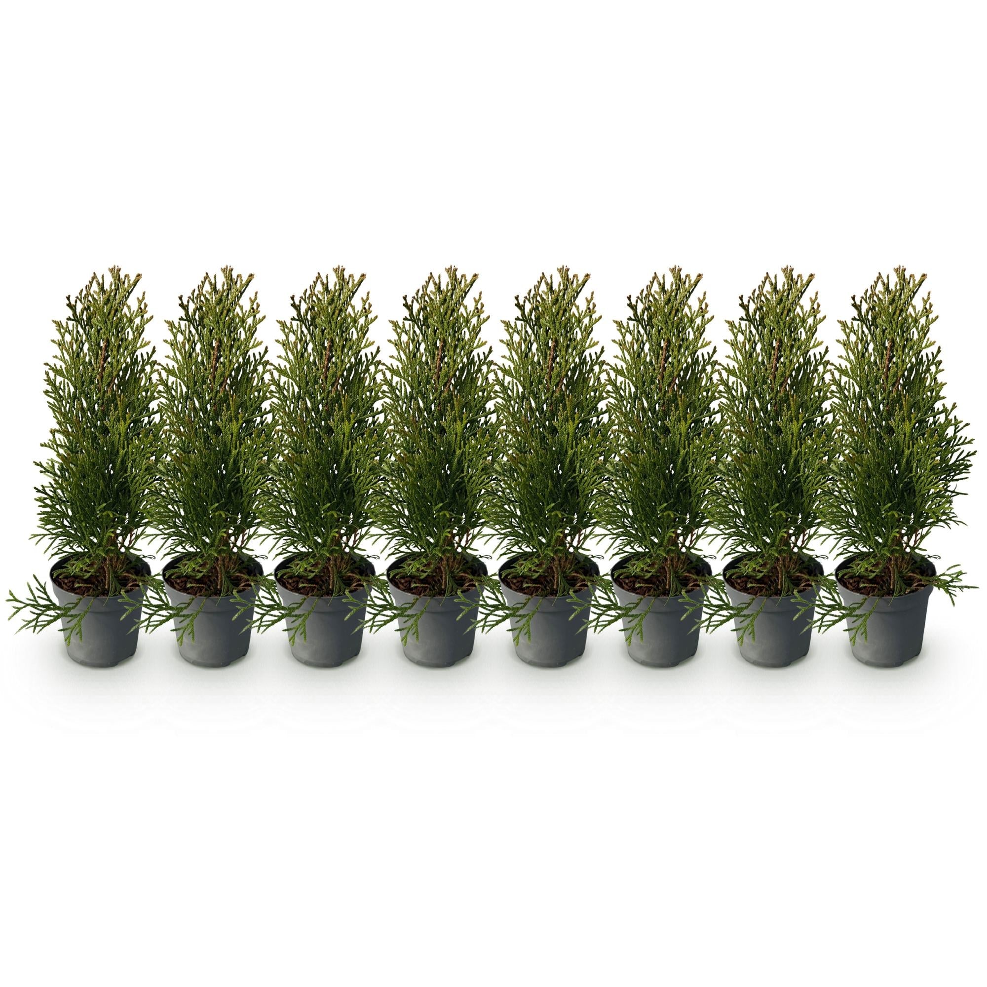 Tuja verde esmeralda (Thuja occidentalis): 8 plantas para un seto de 1 m,  30–35 cm de altura, maceta de 9 cm