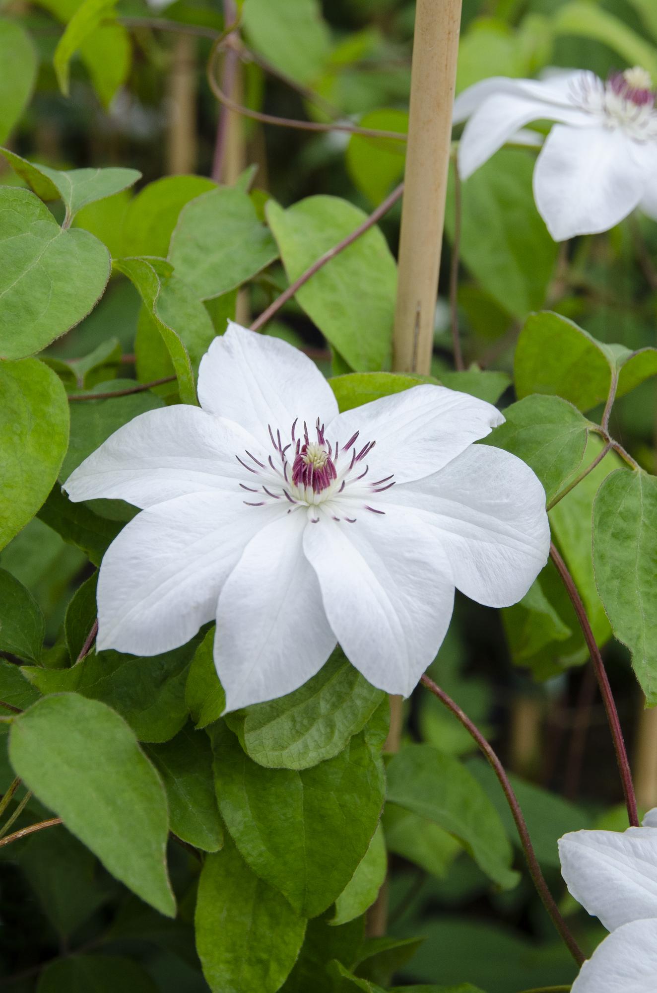 lematis ‘Miss Bateman’ – weiße Blüte, 15 cm Topf, 65 cm Höhe - Green Guardia - Ihr Experte für Schädlinge und Pflanzen