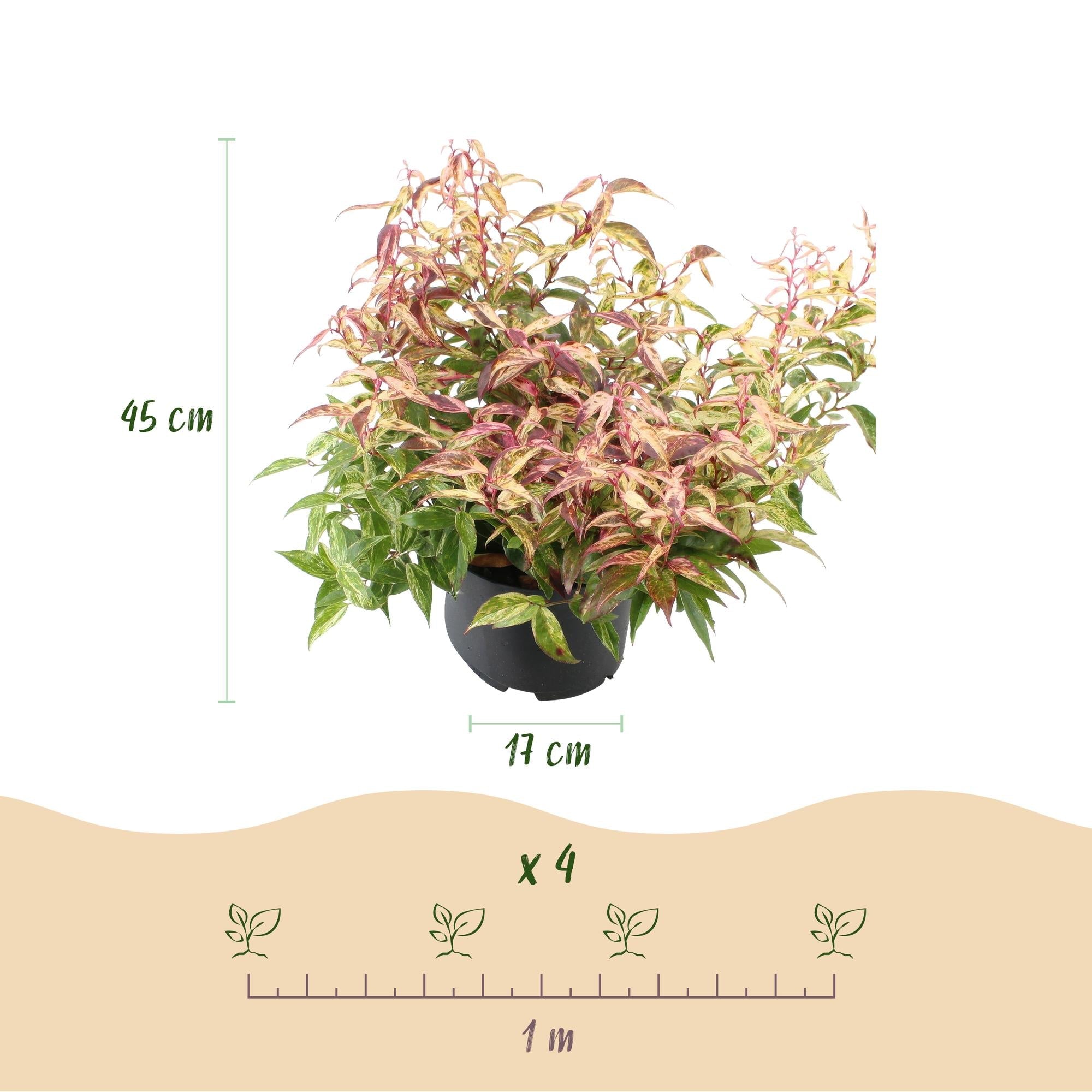 Leucothoe ‘Makijaz’ – immergrün & pflegeleicht – braun – 17 cm Topf, ca. 45 cm hoch - Green Guardia - Ihr Experte für Schädlinge und Pflanzen