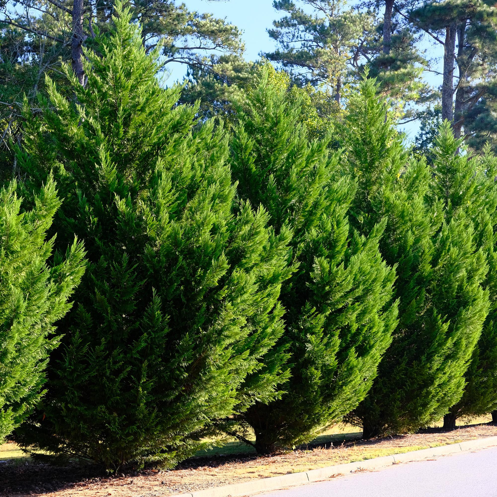 Leyland - Zypresse (Cupressocyparis leylandii) – 8 Pflanzen = 1 m Hecke, 35–40 cm, immergrün - Green Guardia - Ihr Experte für Schädlinge und Pflanzen
