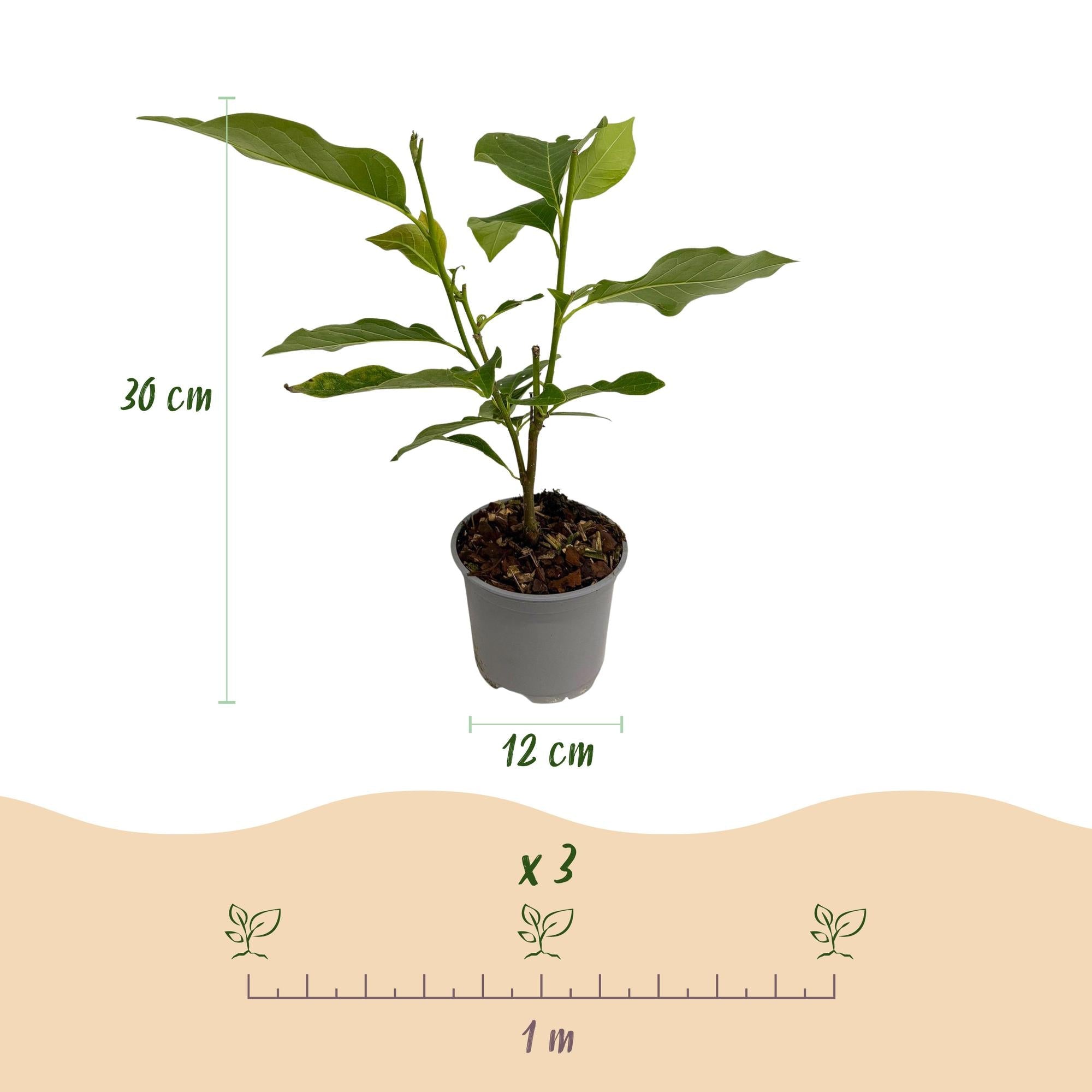Magnolia ‚Genie‘ – laubabwerfend & pflegeleicht – lila Blüte – 12 cm Topf, ca. 30 cm hoch - Green Guardia - Ihr Experte für Schädlinge und Pflanzen