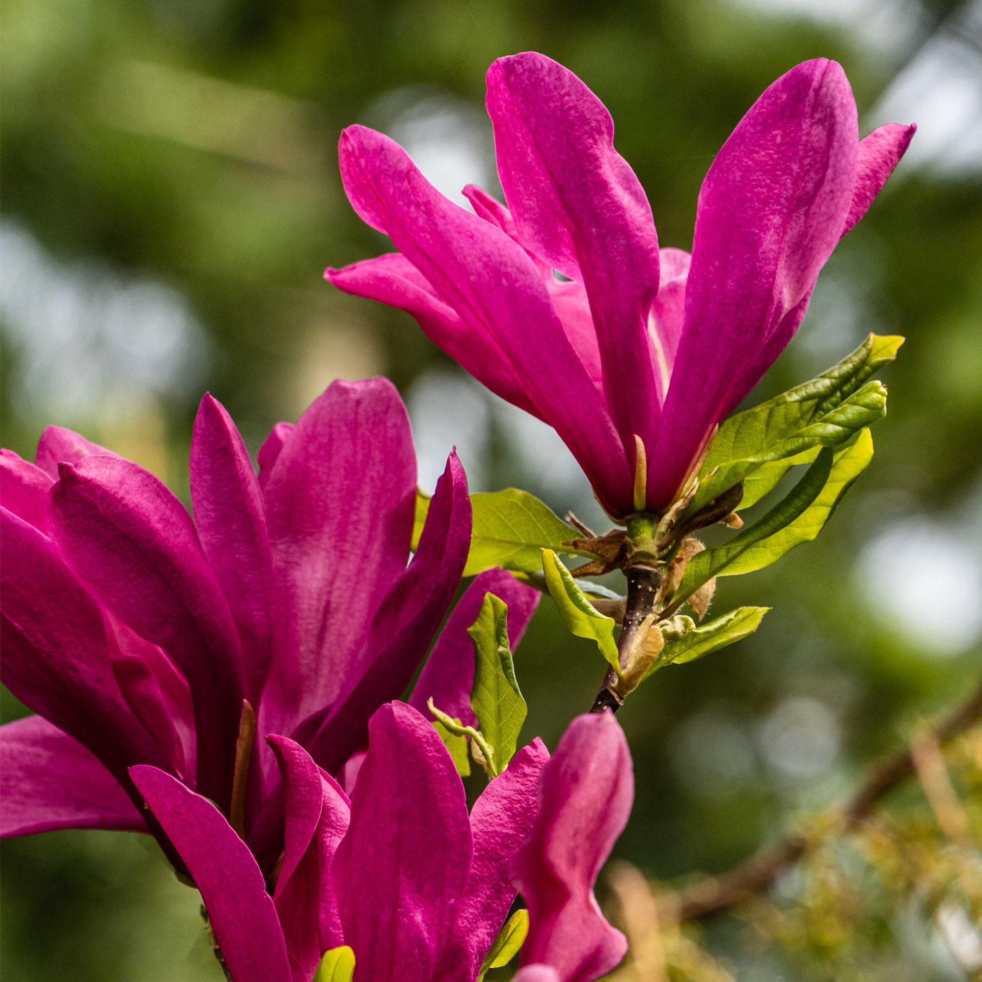 Magnolie ‘Susan’ – 1 Pflanze, dunkelrosa Blüte, pflegeleicht, 17 cm Topf, 45 cm Höhe - Green Guardia - Ihr Experte für Schädlinge und Pflanzen