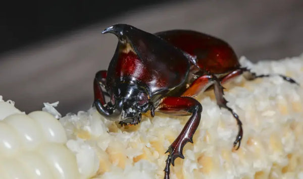  Maiskäfer