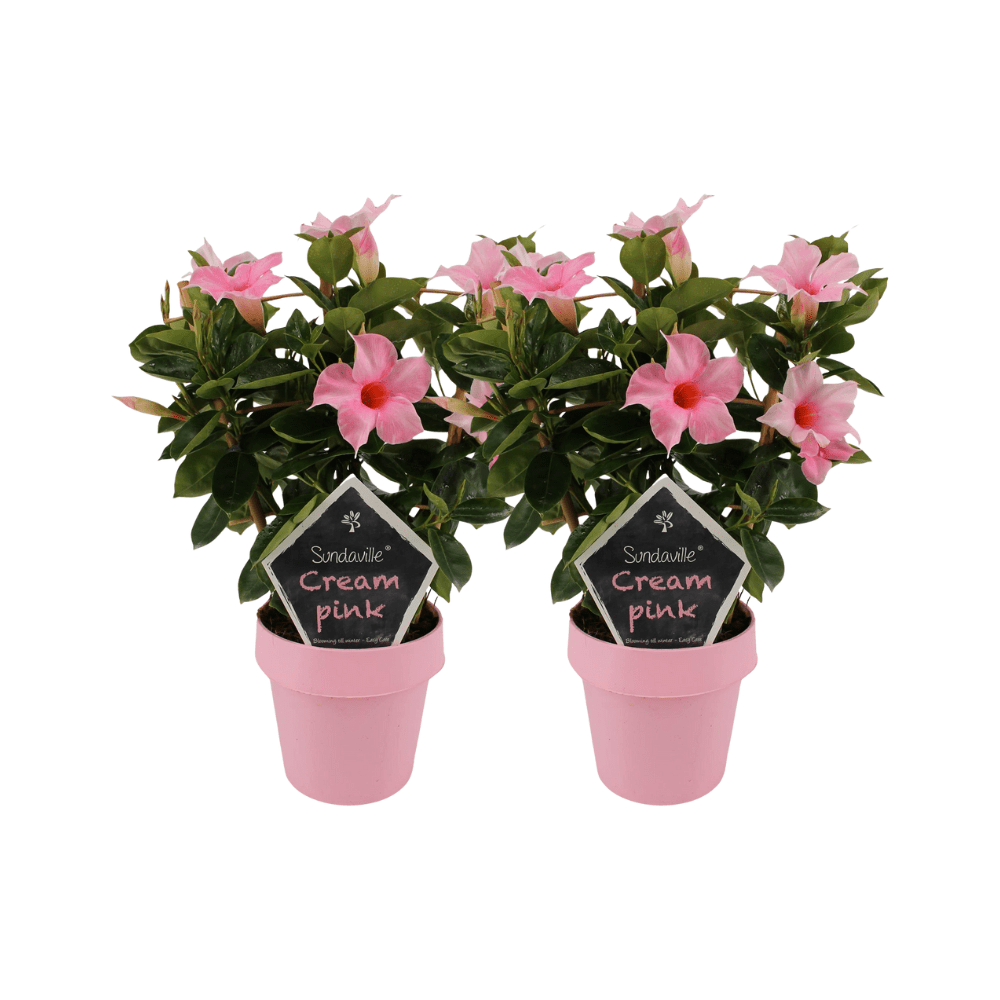 Mandevilla „Sundaville Cream Pink“ auf Gestell – 2 Stück, 14 cm Topf, 40 cm hoch - Green Guardia - Ihr Experte für Schädlinge und Pflanzen