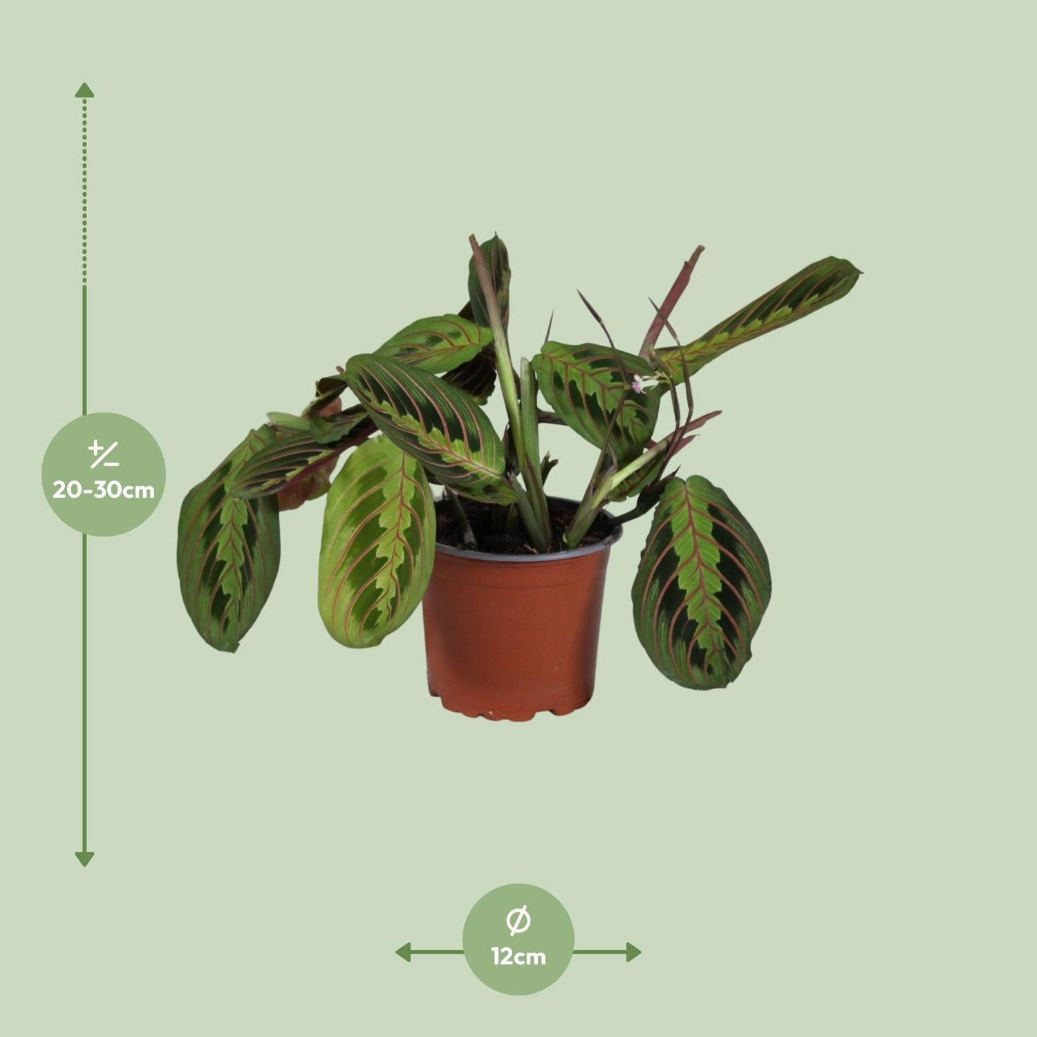Maranta Leuconeura ‘Fascinator’ – Gebetspflanze - 12 cm Topf, 30 cm hoch - Green Guardia - Ihr Experte für Schädlinge und Pflanzen