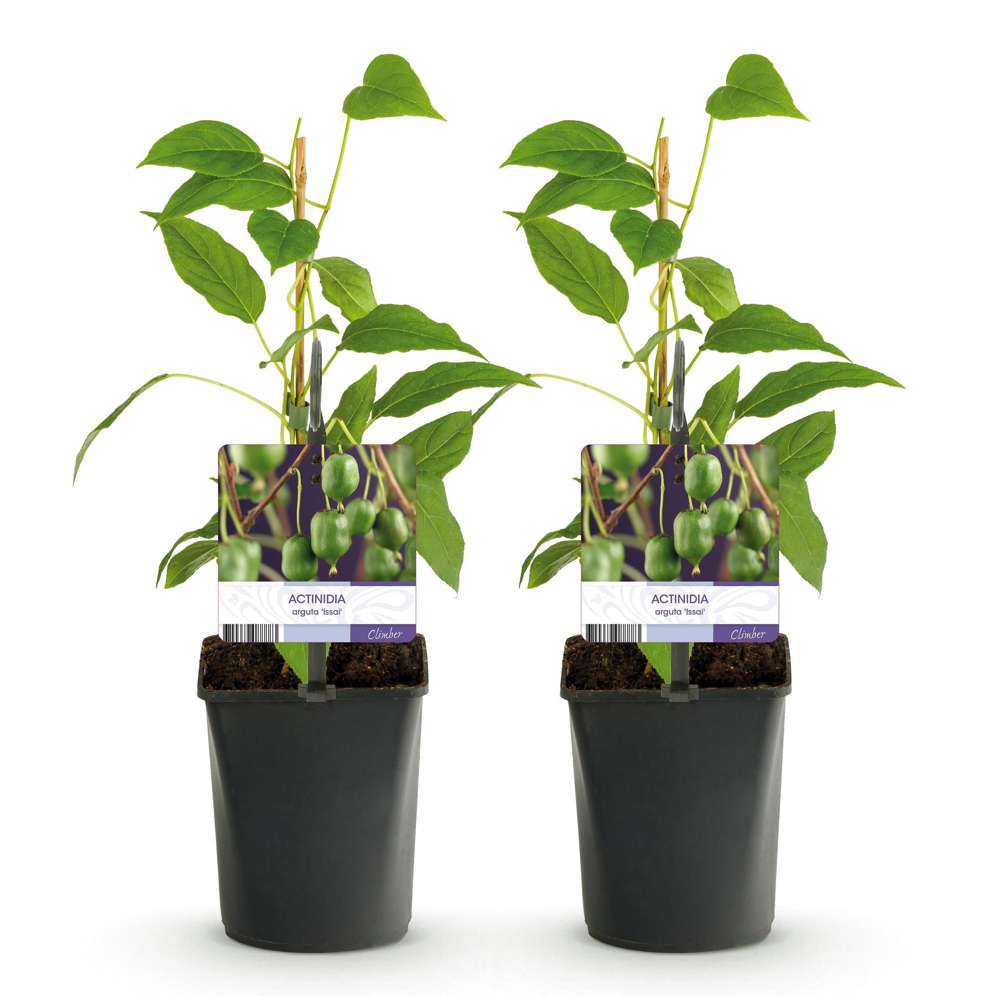 Mini - Kiwi „Issai“ – Actinidia arguta, 2 Pflanzen, Topf 11 cm, ca. 40 cm Höhe - Green Guardia - Ihr Experte für Schädlinge und Pflanzen