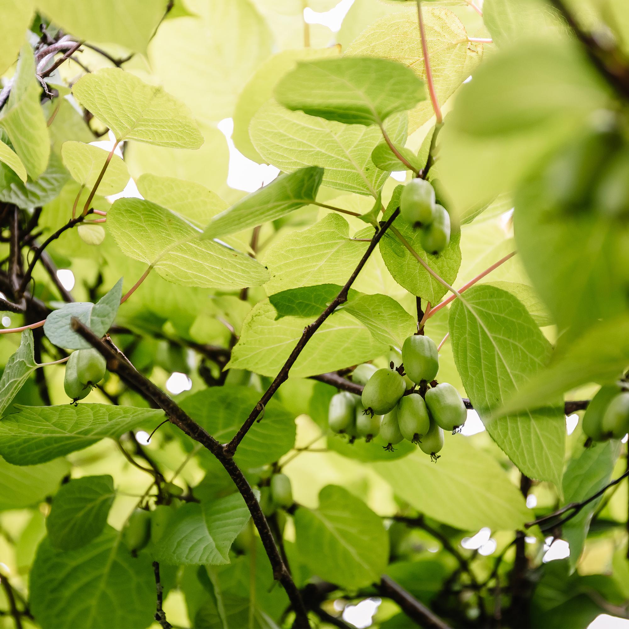 Mini - Kiwi „Issai“ – Actinidia arguta, 2 Pflanzen, Topf 11 cm, ca. 40 cm Höhe - Green Guardia - Ihr Experte für Schädlinge und Pflanzen