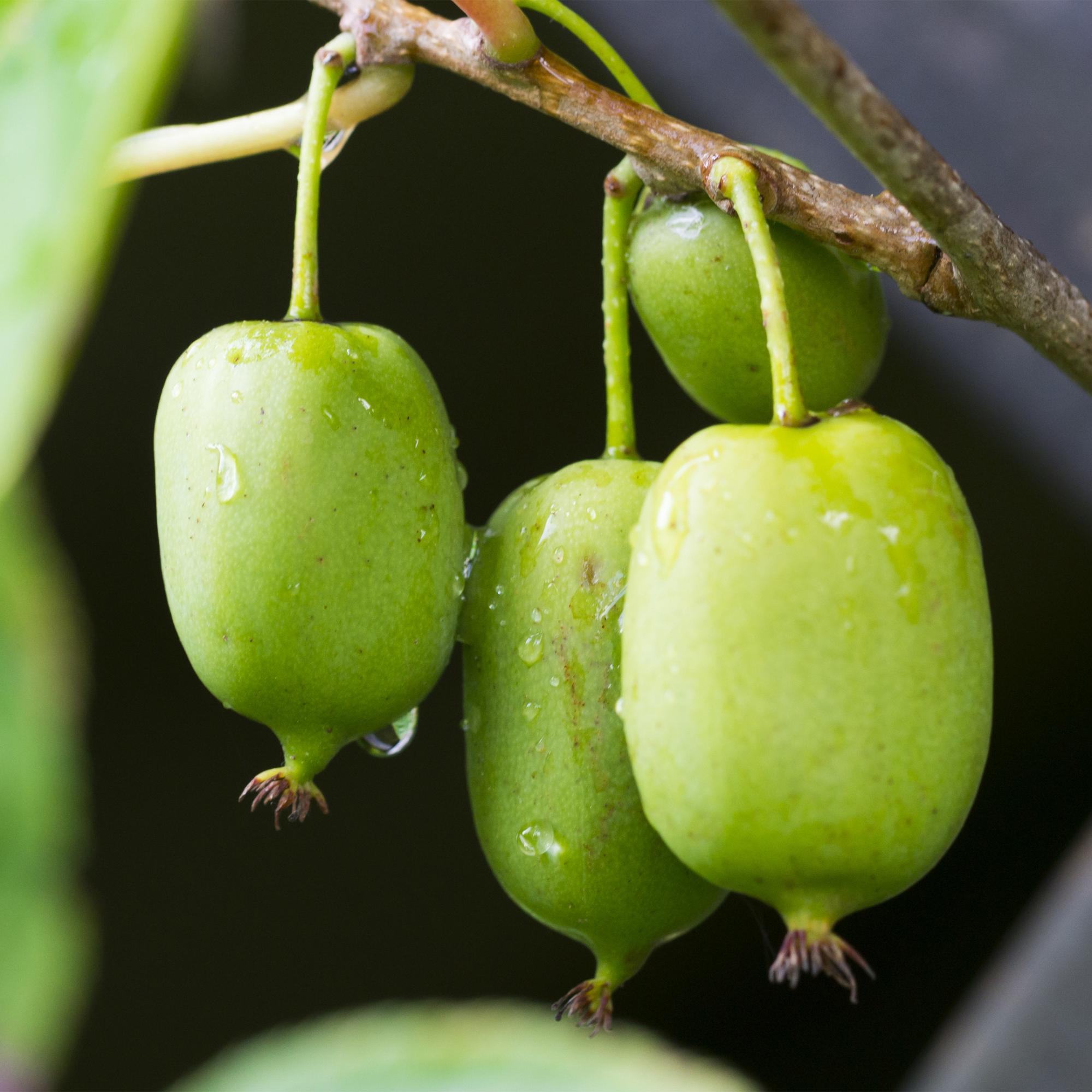 Mini - Kiwi „Issai“ – Actinidia arguta, 2 Pflanzen, Topf 11 cm, ca. 40 cm Höhe - Green Guardia - Ihr Experte für Schädlinge und Pflanzen