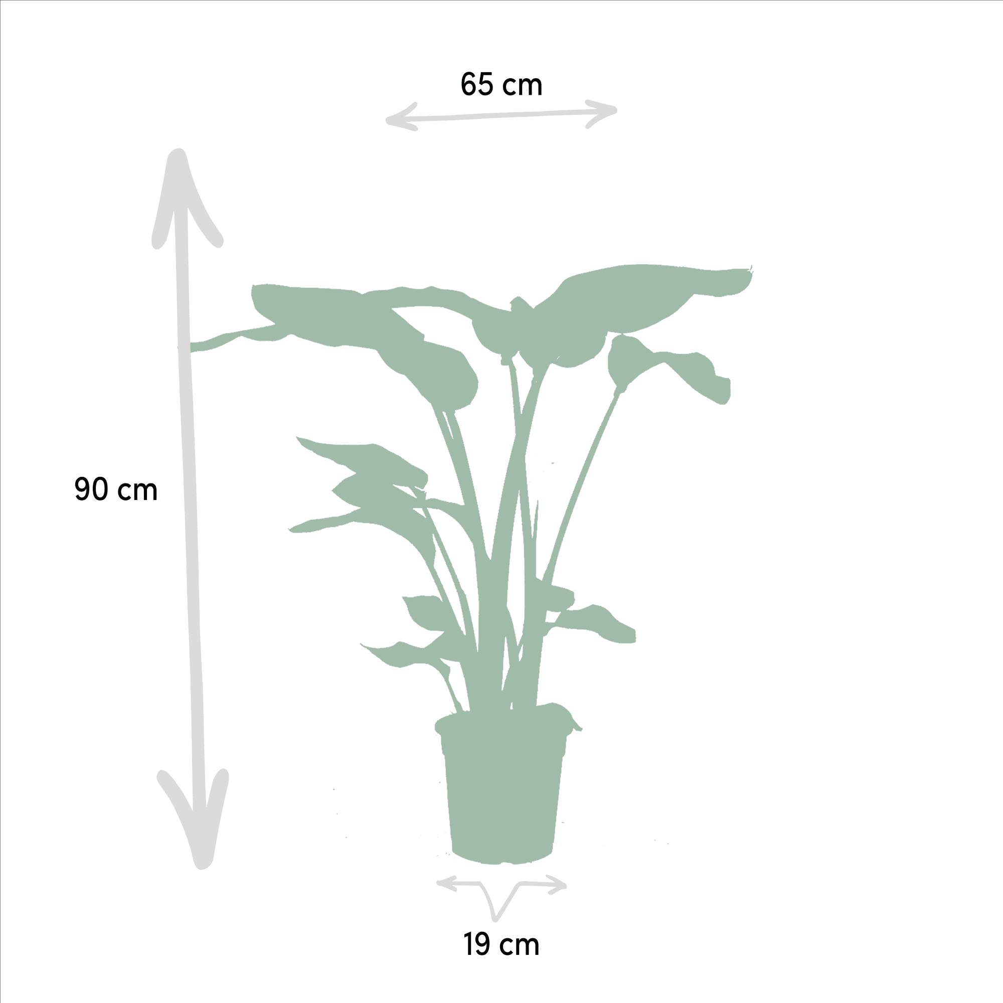 Monstera deliciosa, Alocasia zebrina i Strelitzia nicolai – 3 rośliny –  doniczka 19–21 cm, ok. 75–85 cm wzrostu