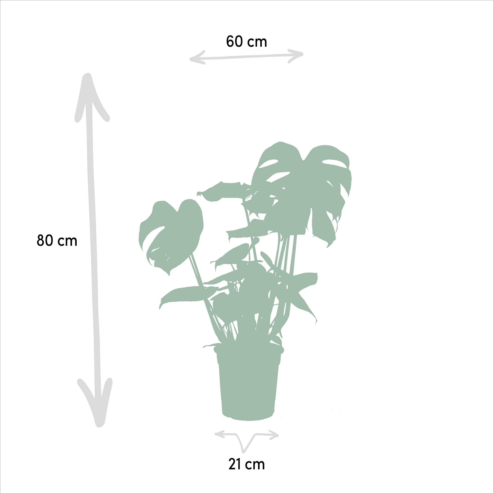 Monstera deliciosa, Alocasia zebrina i Strelitzia nicolai  3 roliny   doniczka 1921 cm, ok. 7585 cm wzrostu