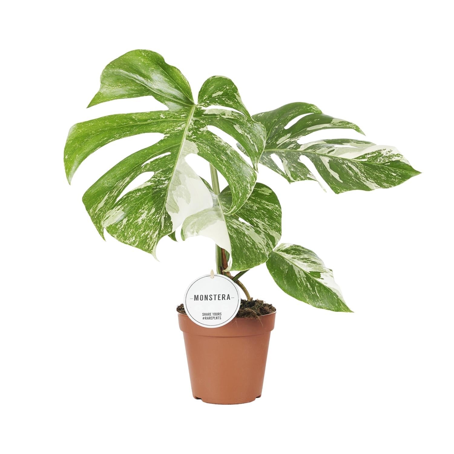 Monstera Deliciosa Variegata – Buntblättriges Fensterblatt - 15 cm Topf, 45 cm hoch - Green Guardia - Ihr Experte für Schädlinge und Pflanzen