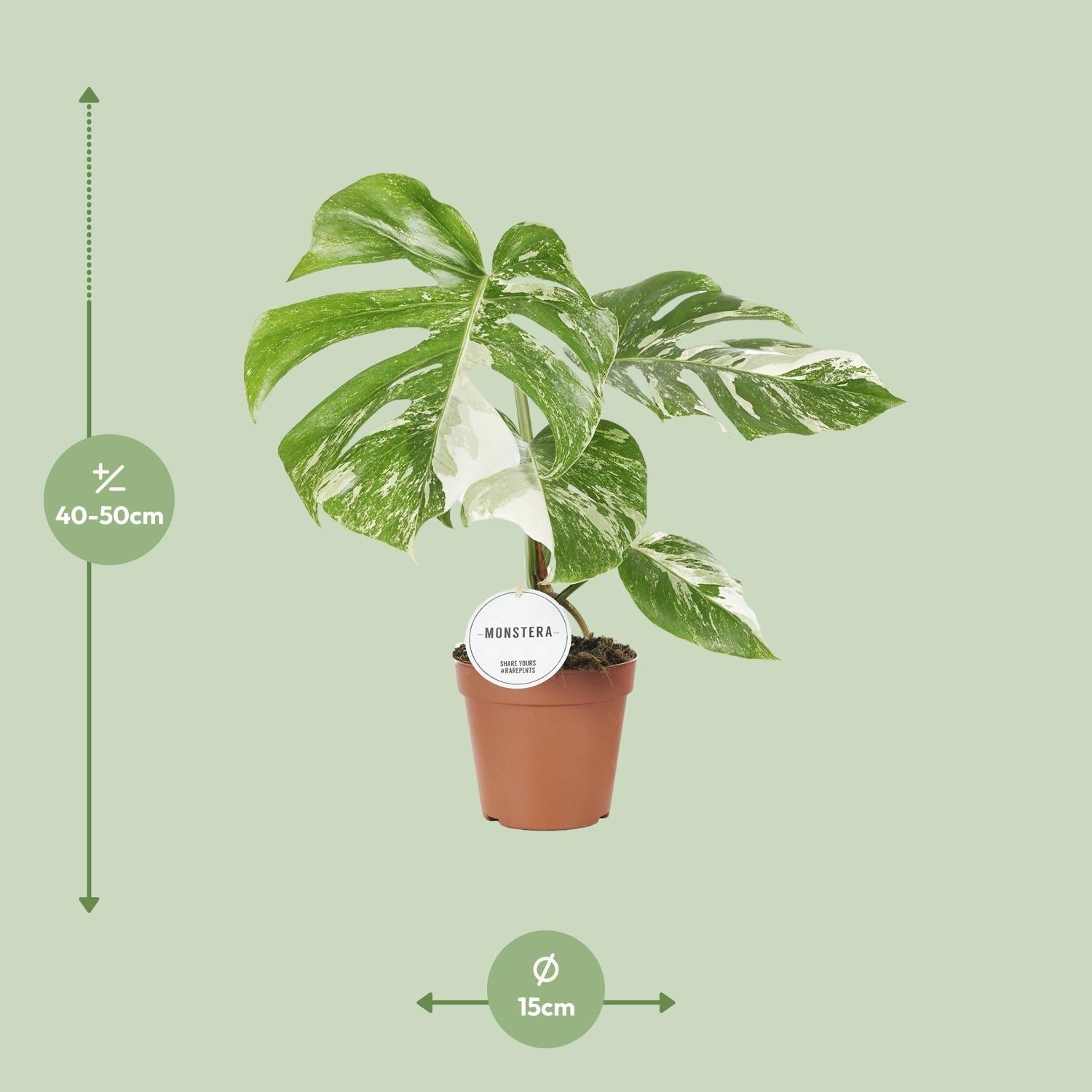 Monstera Deliciosa Variegata – Buntblättriges Fensterblatt - 15 cm Topf, 45 cm hoch - Green Guardia - Ihr Experte für Schädlinge und Pflanzen