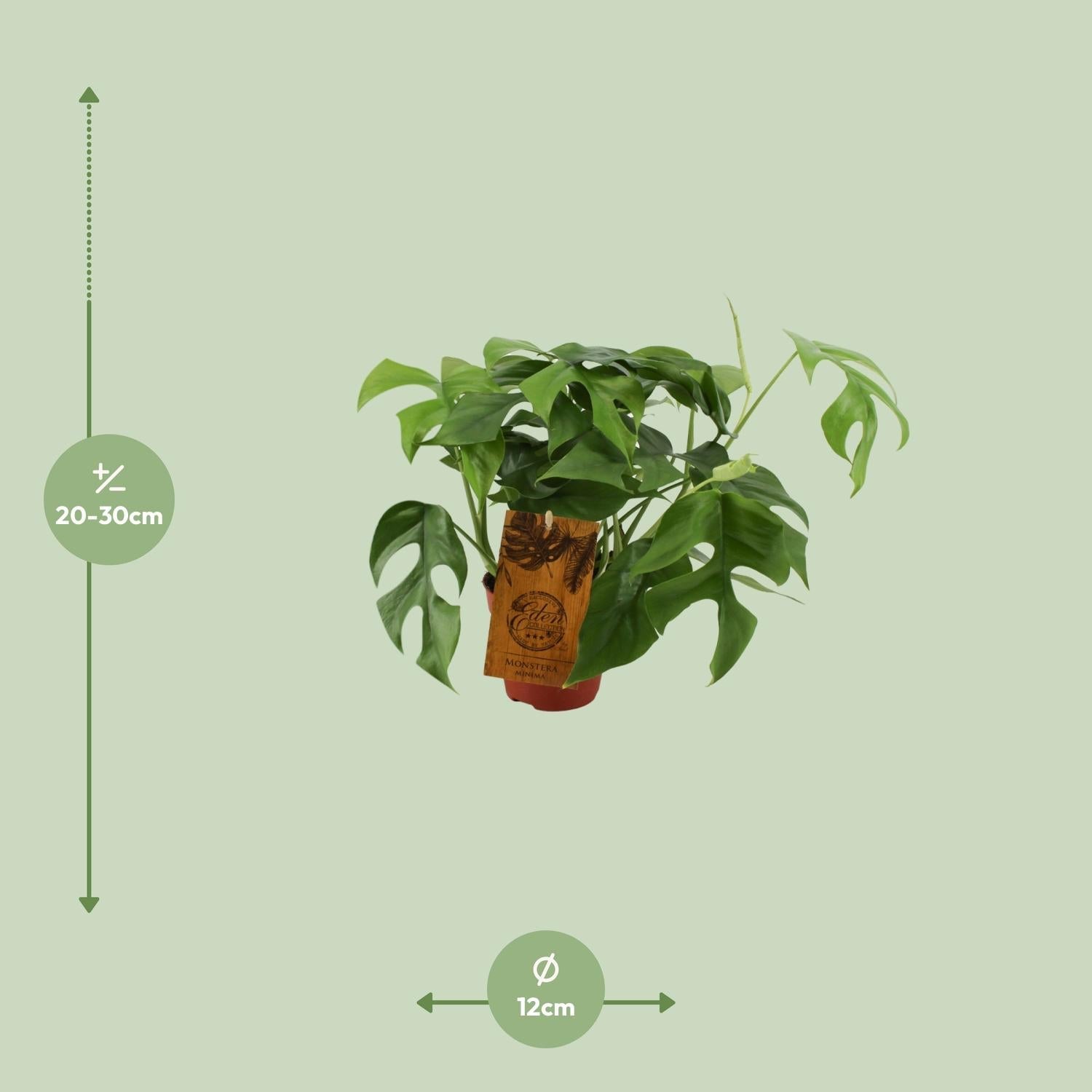 Monstera Minima – Zwerg - Fensterblatt - 25 - 80 cm - Green Guardia - Ihr Experte für Schädlinge und Pflanzen