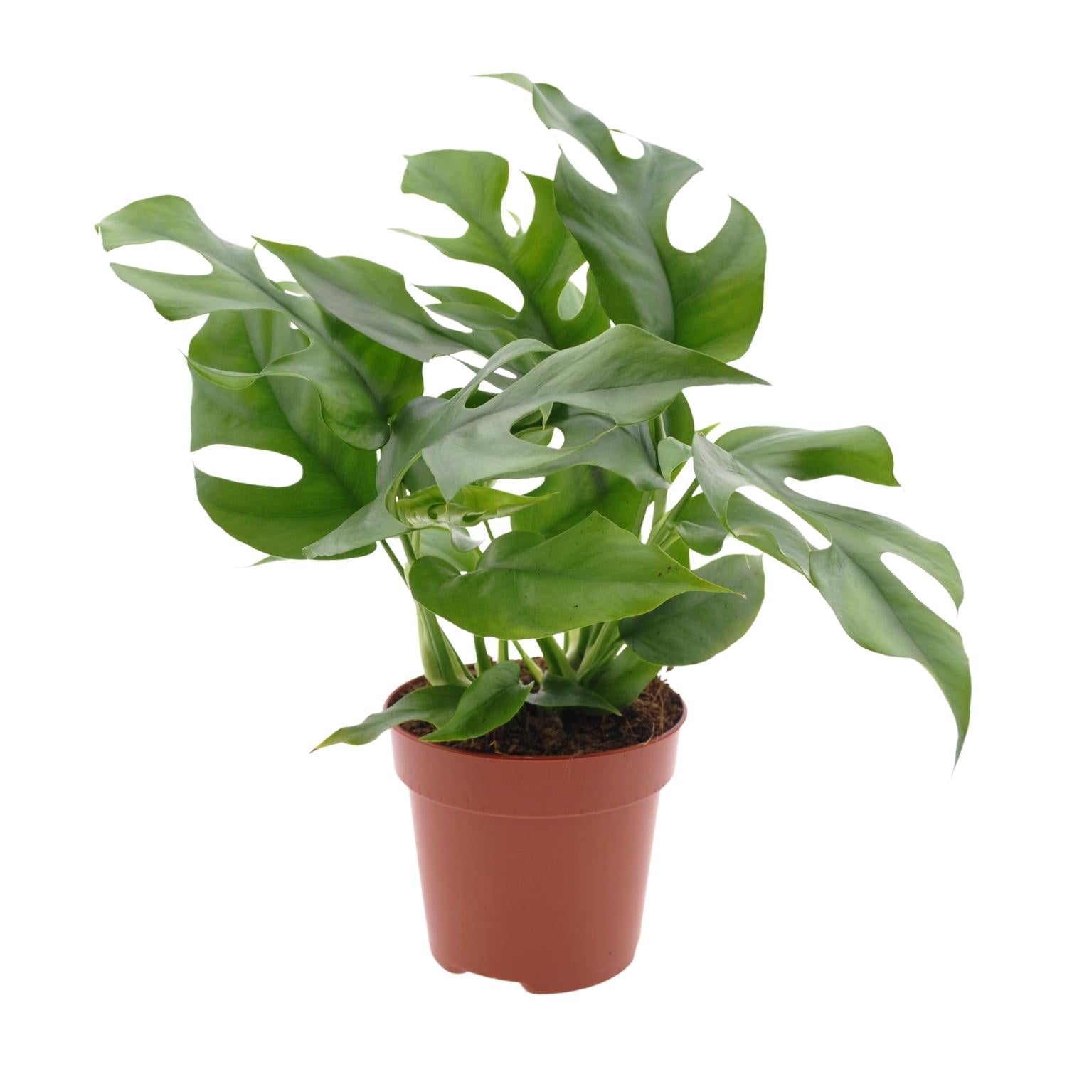 Monstera Minima – Zwerg - Fensterblatt - 25 - 80 cm - Green Guardia - Ihr Experte für Schädlinge und Pflanzen