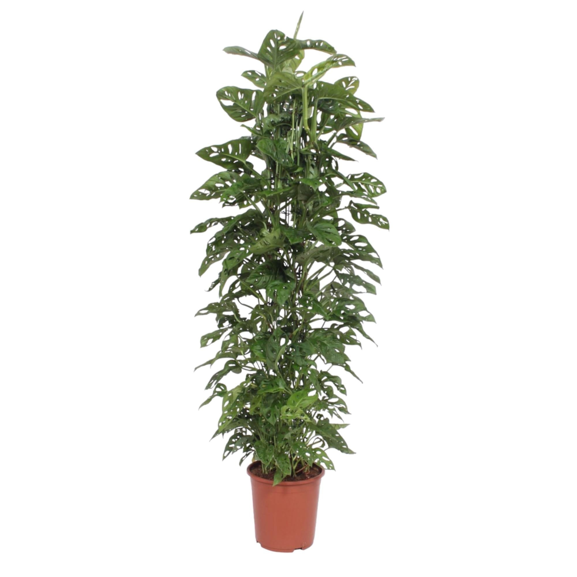 Monstera Monkey Leaf – Fensterblatt - 30 - 180 cm - Green Guardia - Ihr Experte für Schädlinge und Pflanzen