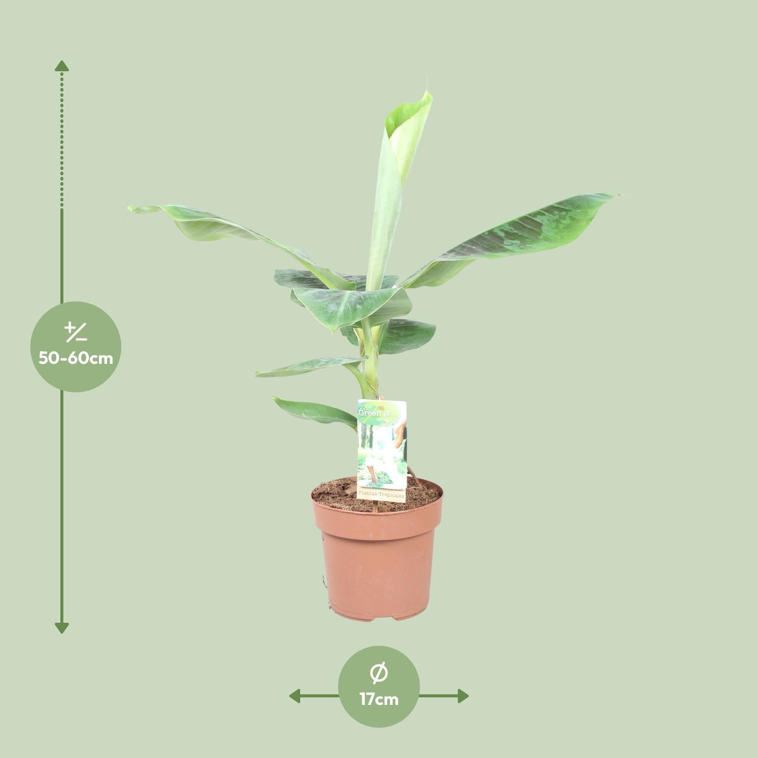 Musa Dwarf Cavendish – Zwergbanane - 60 - 130 cm - Green Guardia - Ihr Experte für Schädlinge und Pflanzen