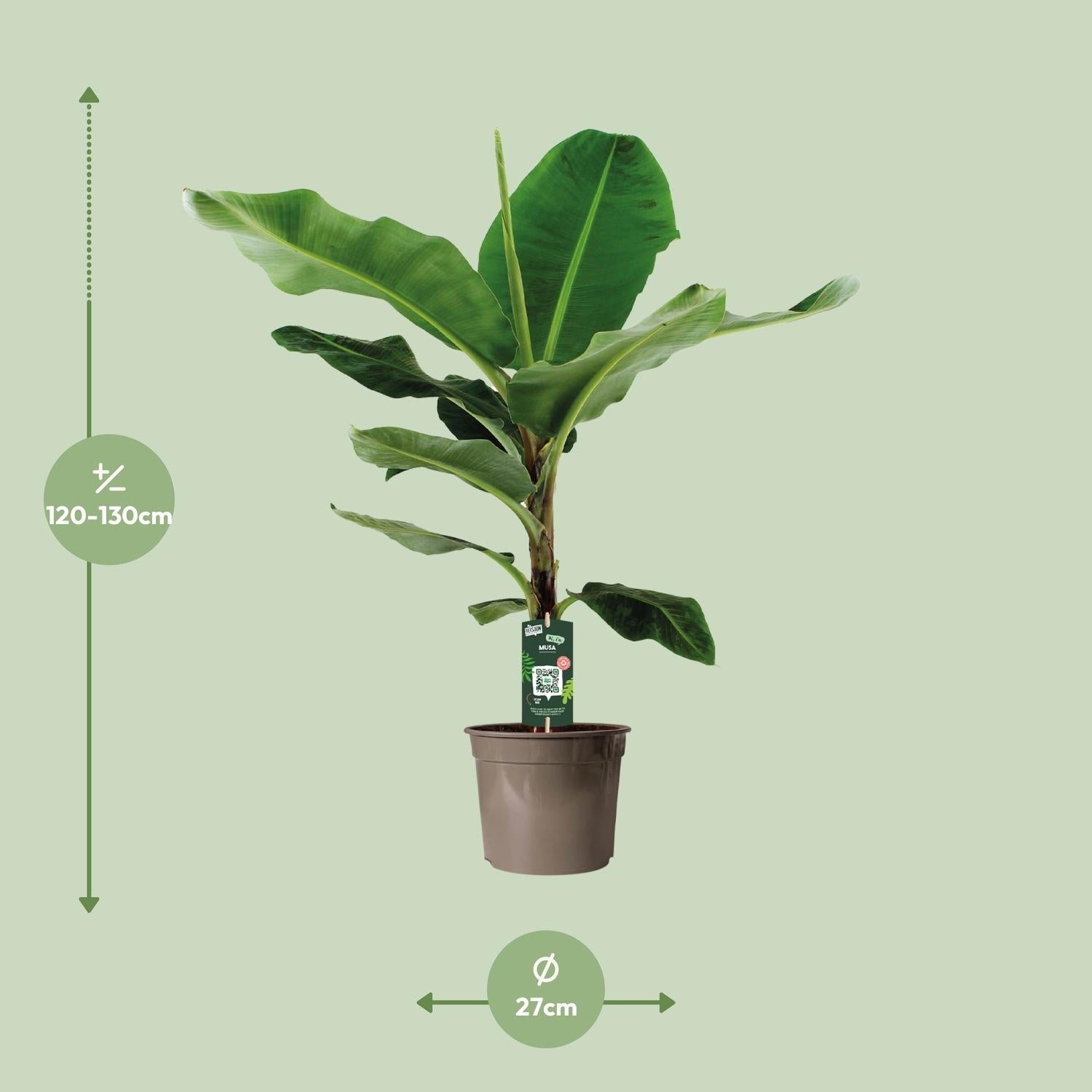 Musa Dwarf Cavendish – Zwergbanane - 60 - 130 cm - Green Guardia - Ihr Experte für Schädlinge und Pflanzen