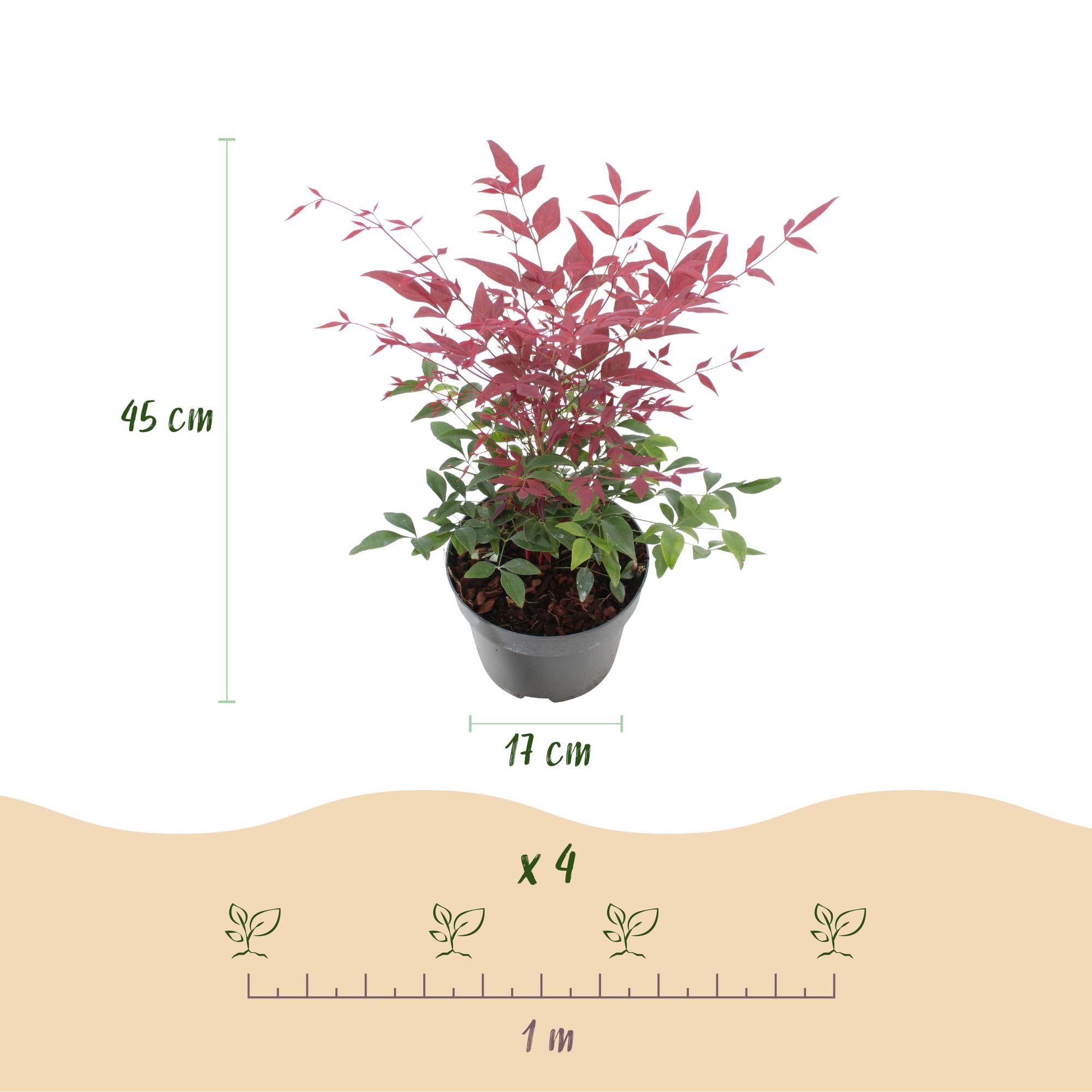 Nandina ‘Tricolour’ – 3 Pflanzen – immergrün & pflegeleicht – gelb - rot - orange – 17 cm Topf, ca. 45 cm hoch - Green Guardia - Ihr Experte für Schädlinge und Pflanzen